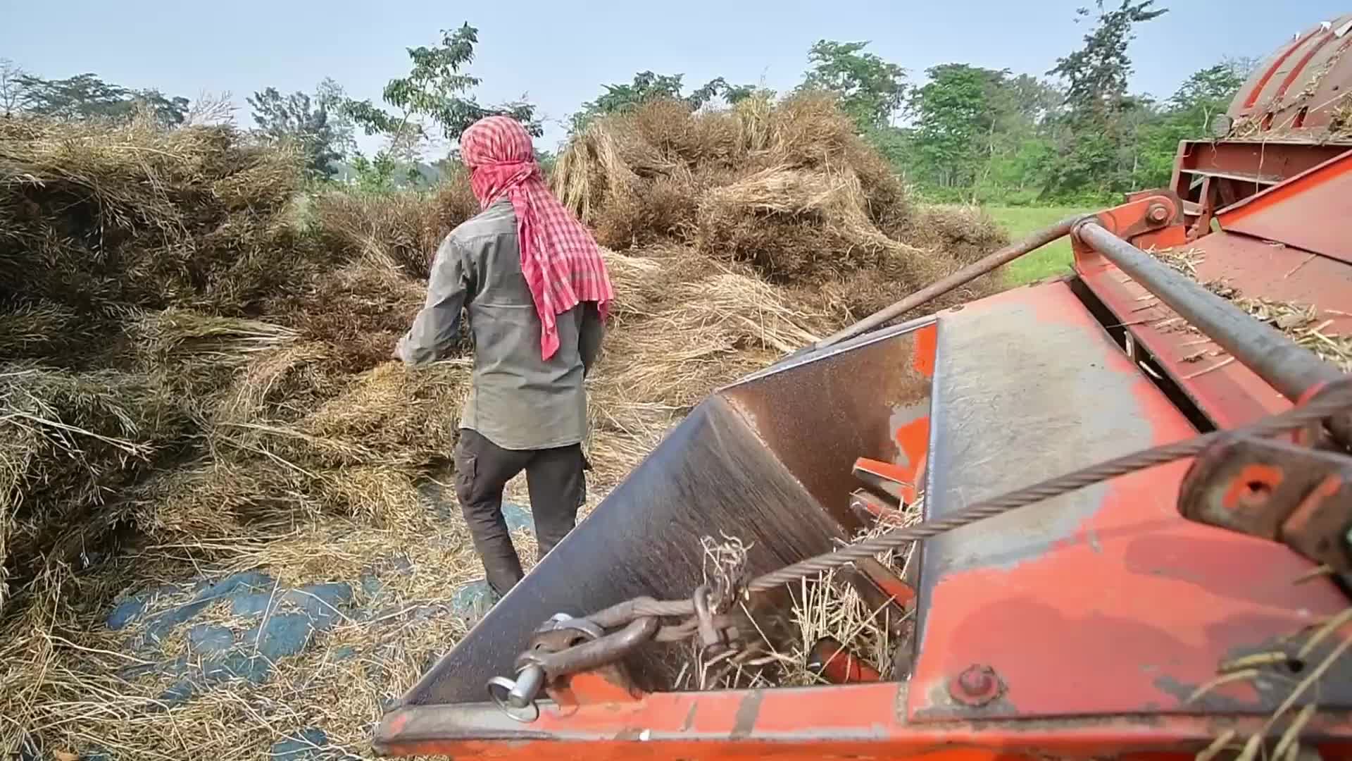 Mustard harvest in India