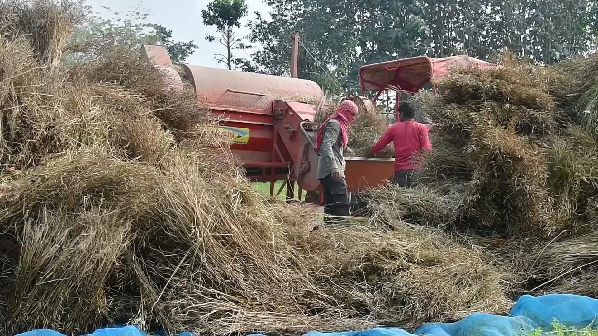 Mustard harvest in India