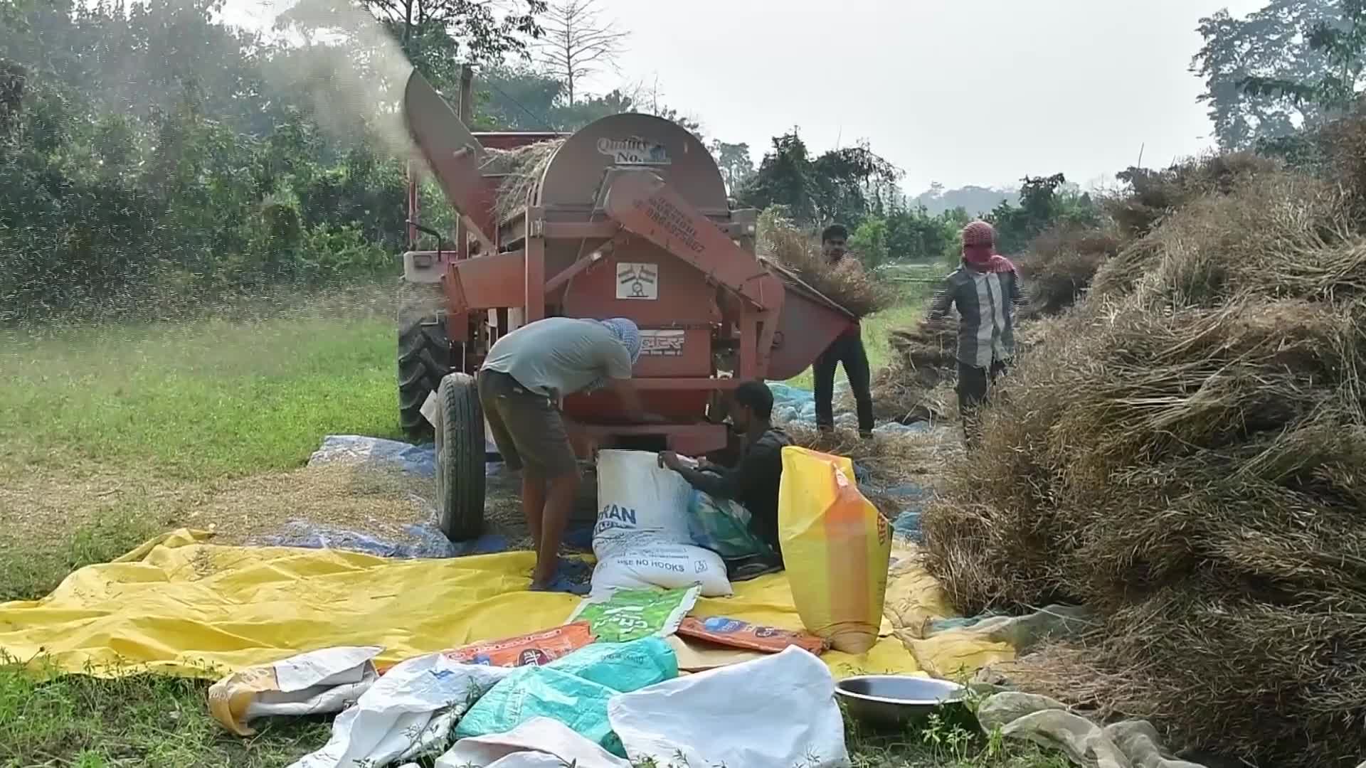 Mustard harvest in India - 02/28/2026