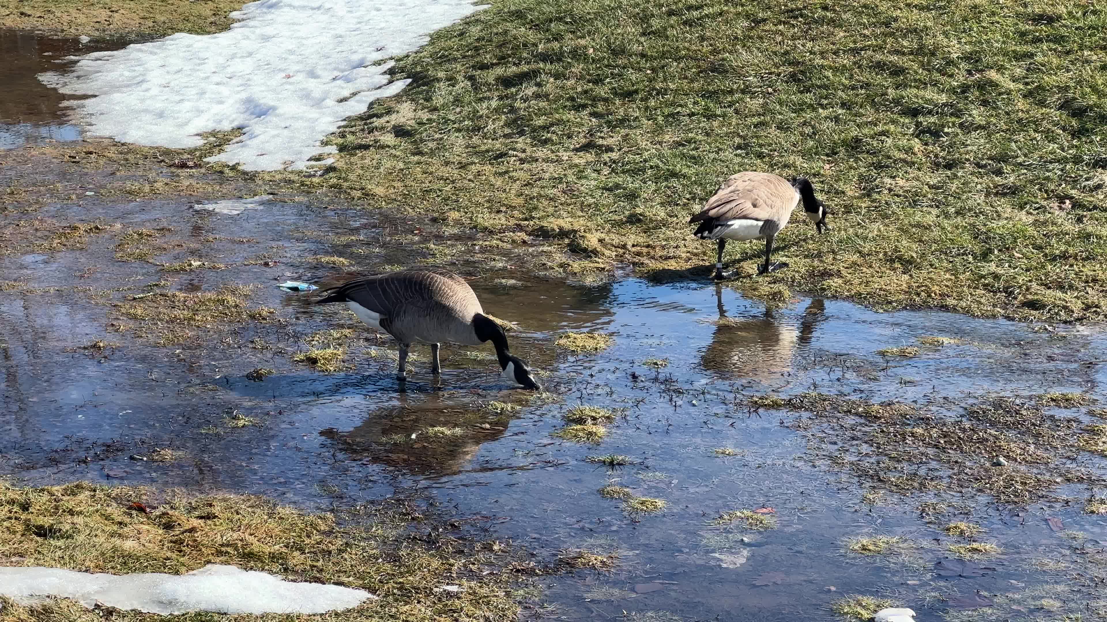 Snow begins to melt during warm weather in Toronto