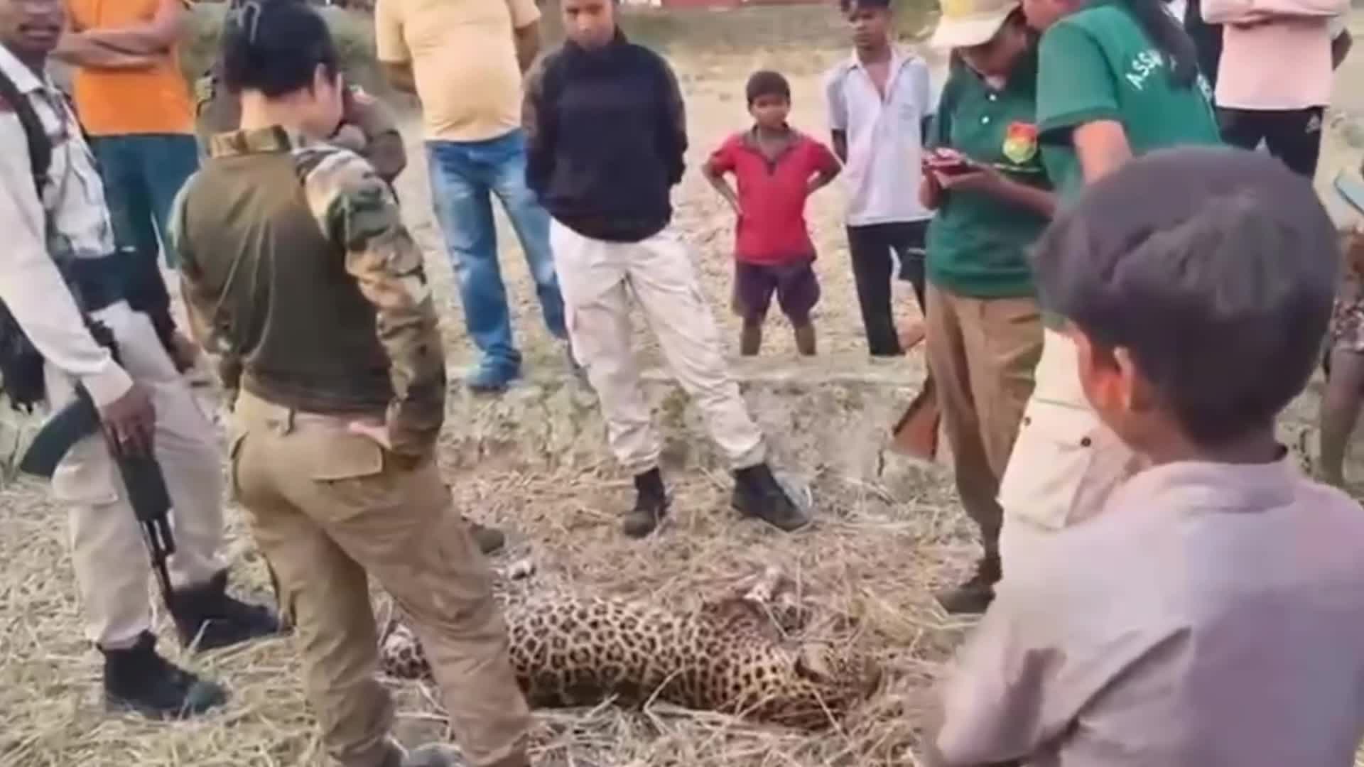 Leopard Killed in Assam , India
