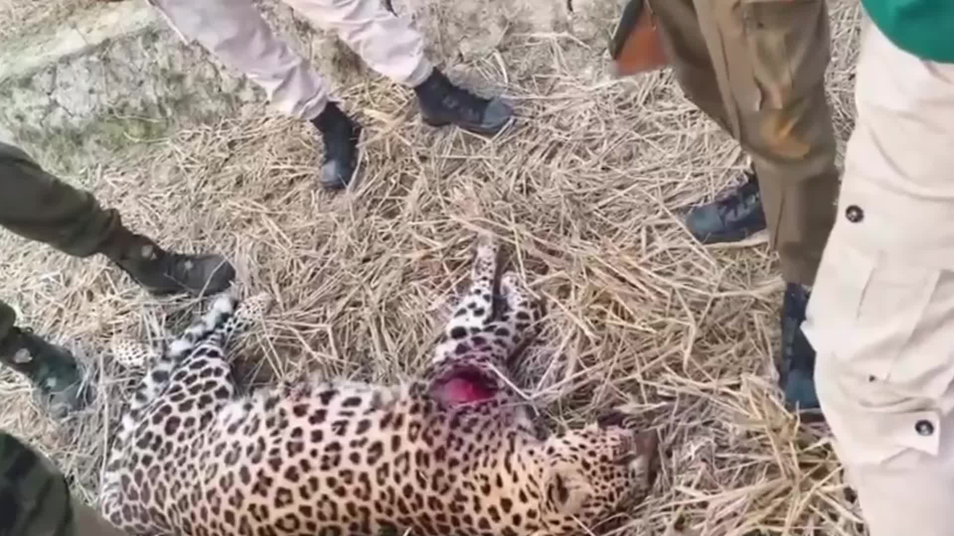 Leopard Killed in Assam , India