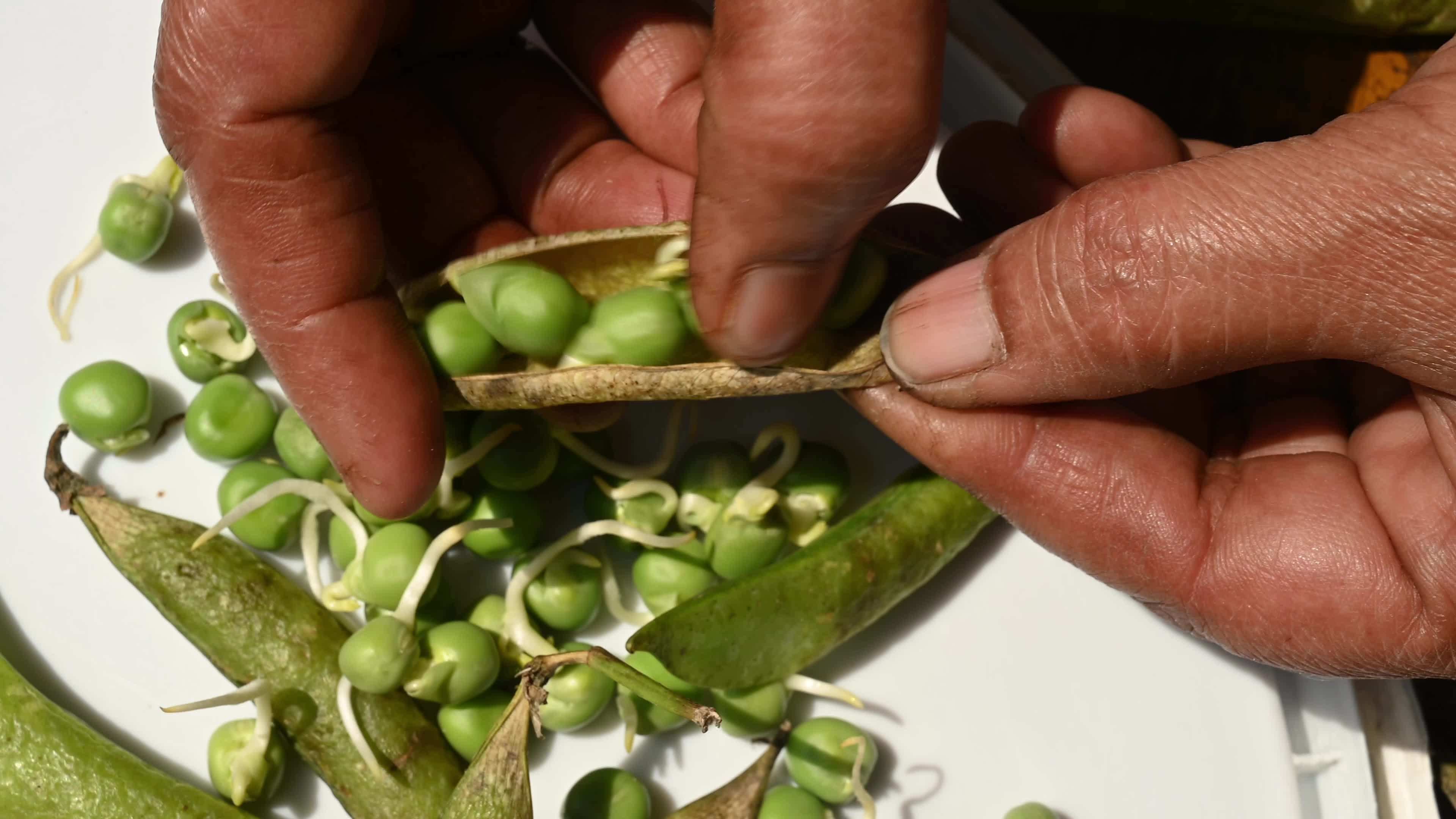 Green pea sprouts - Pisum sativum - Shoots - Nutritious food