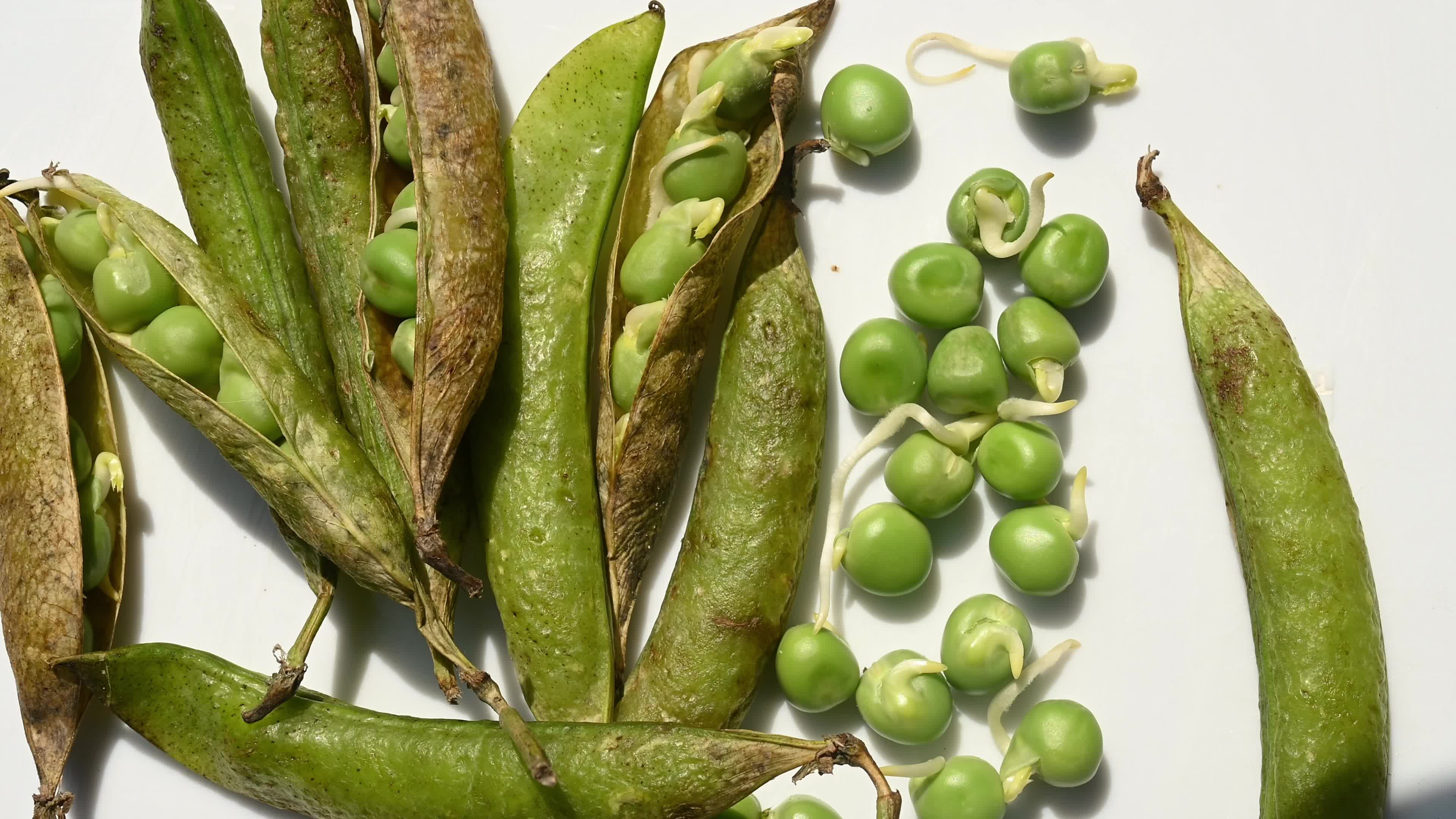 Green pea sprouts - Pisum sativum - Shoots - Nutritious food