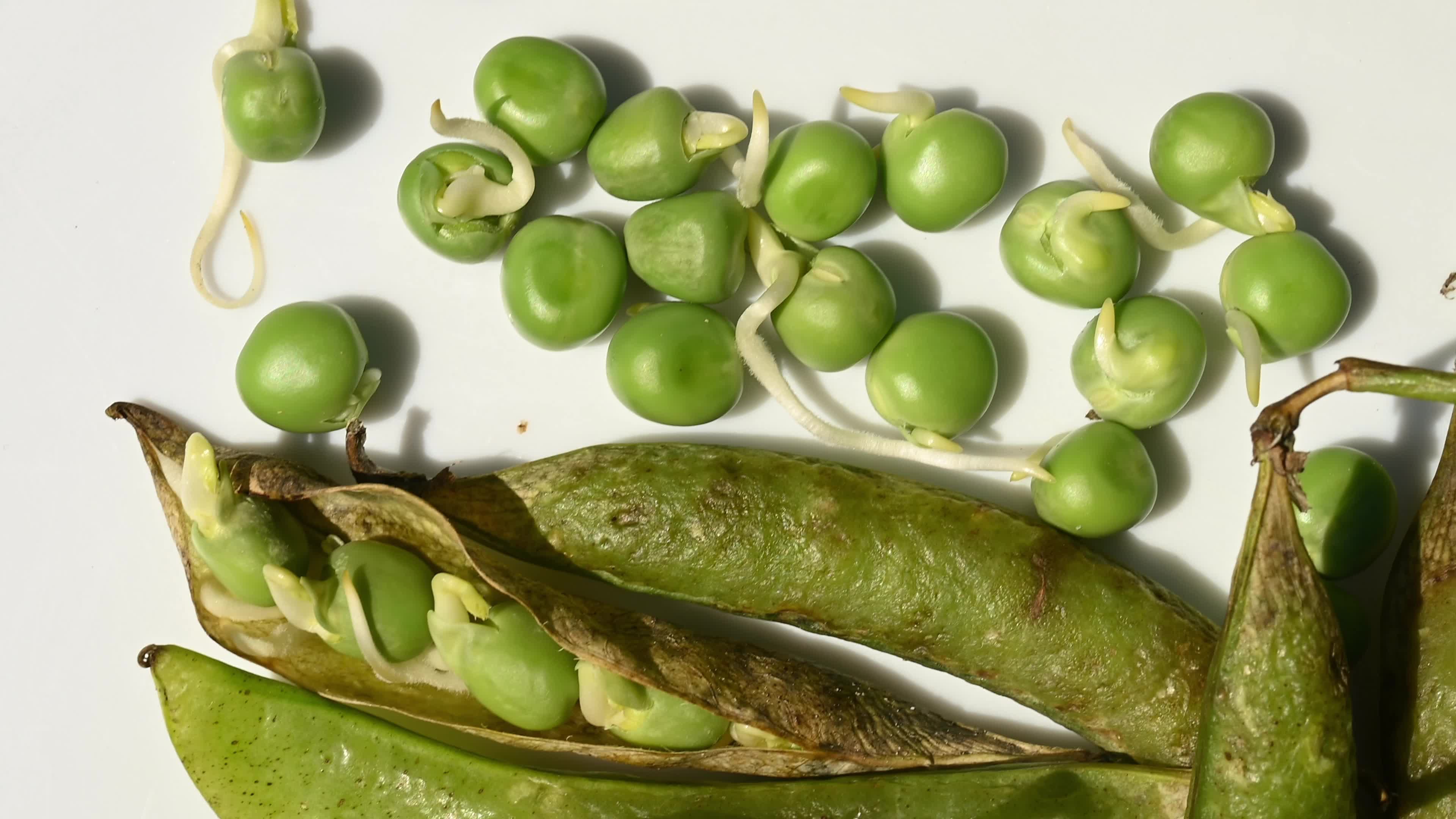Green pea sprouts - Pisum sativum - Shoots - Nutritious food