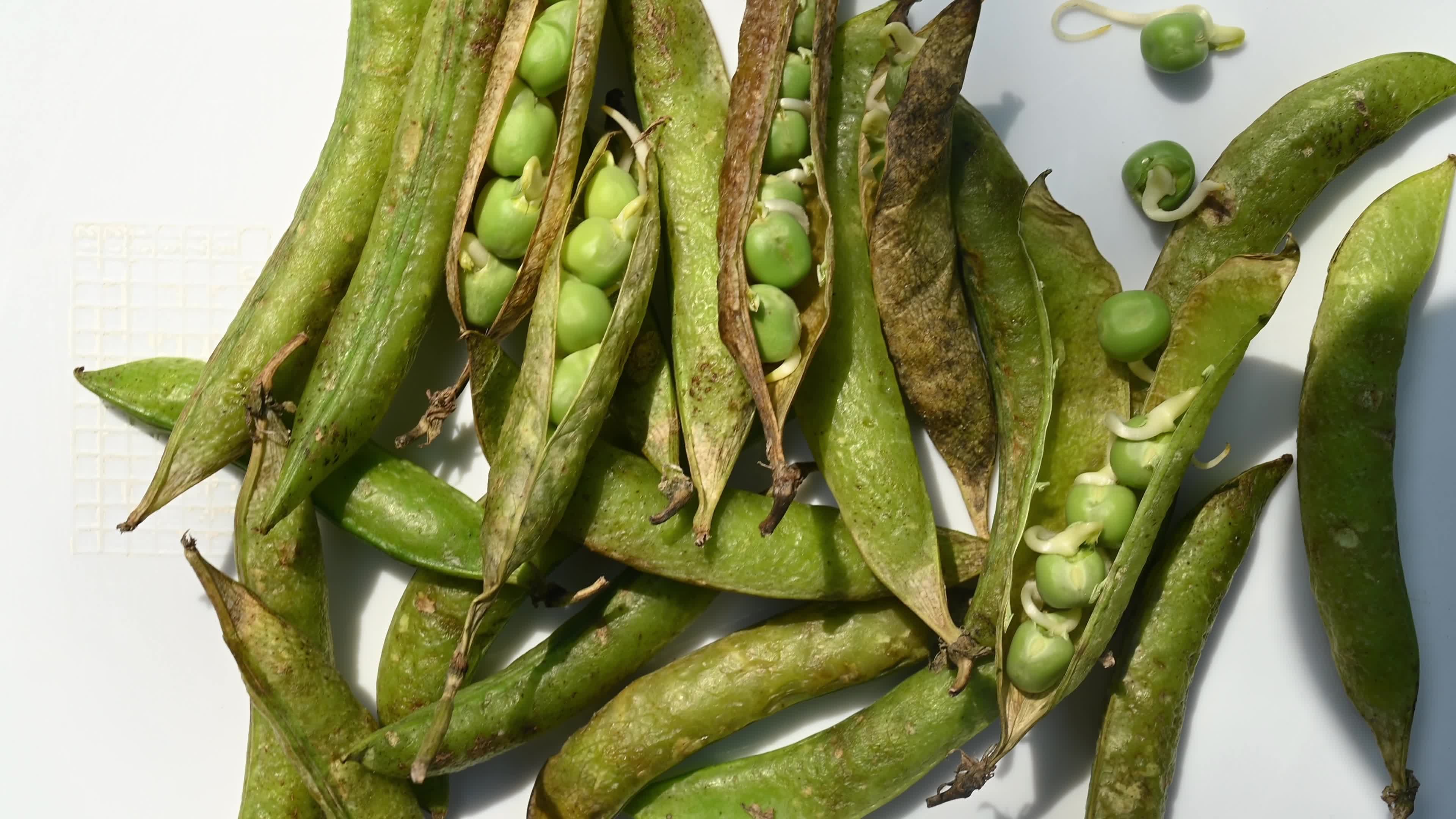 Green pea sprouts - Pisum sativum - Shoots - Nutritious food
