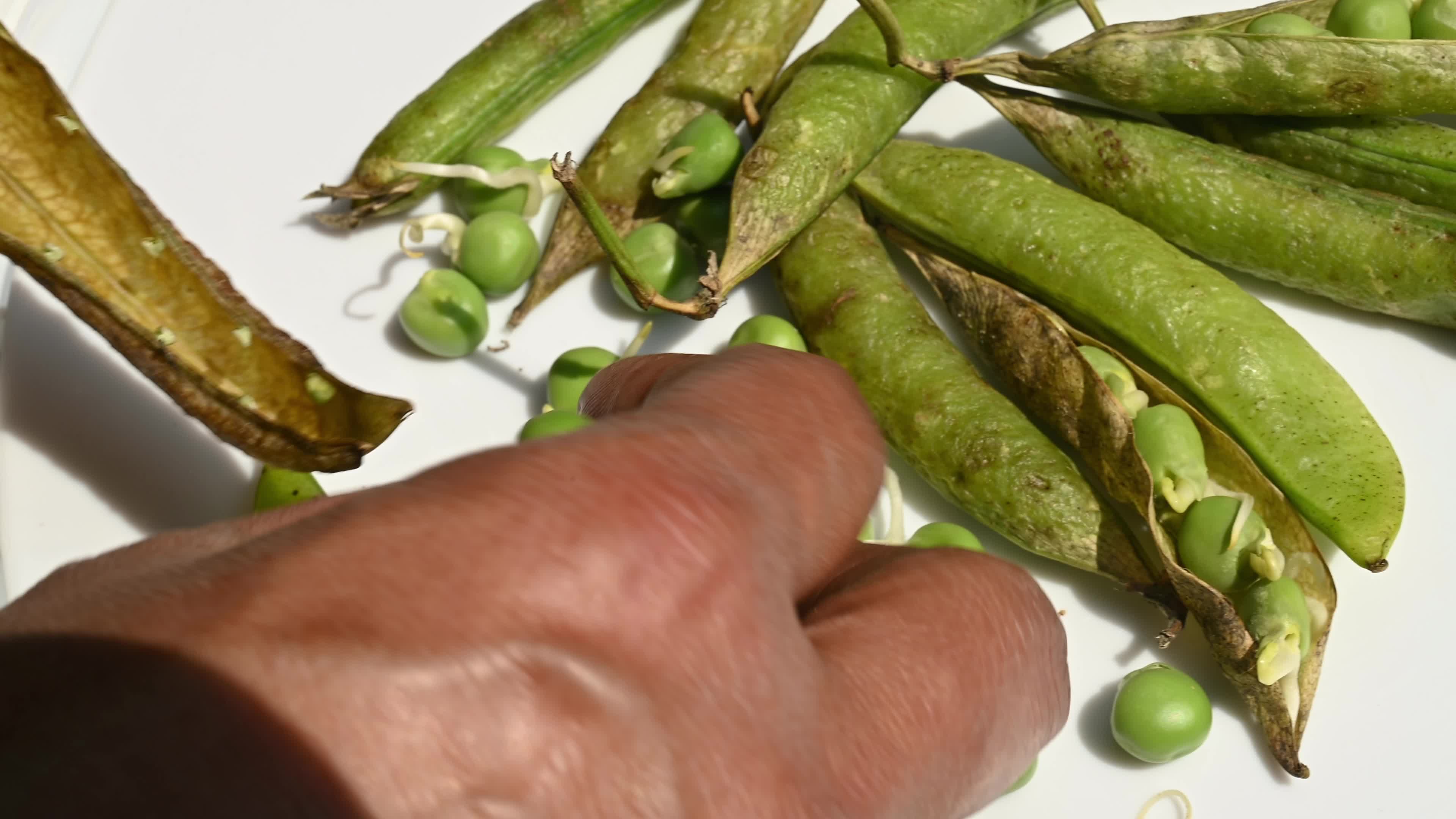 Green pea sprouts - Pisum sativum - Shoots - Nutritious food