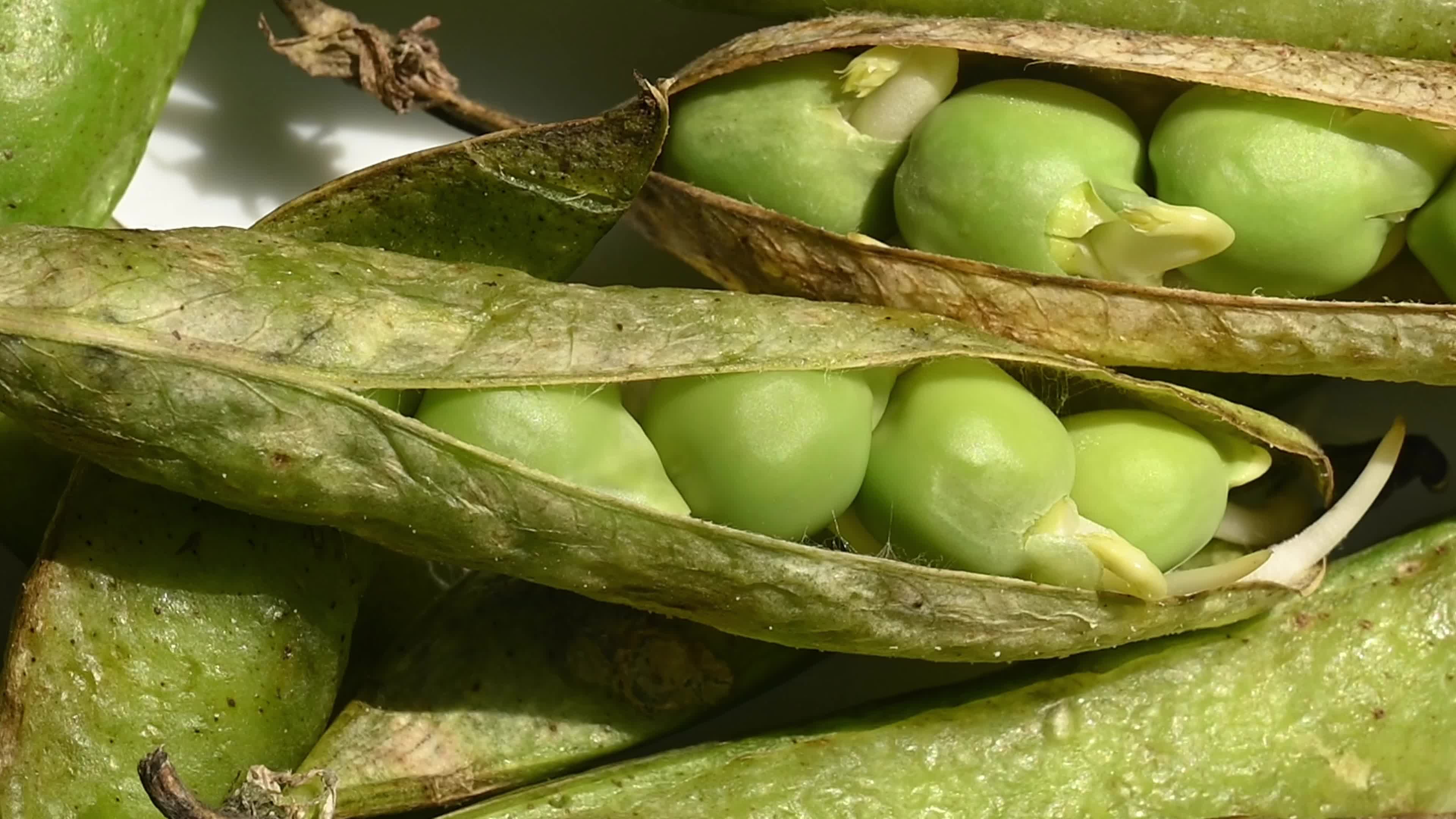 Green pea sprouts - Pisum sativum - Shoots - Nutritious food