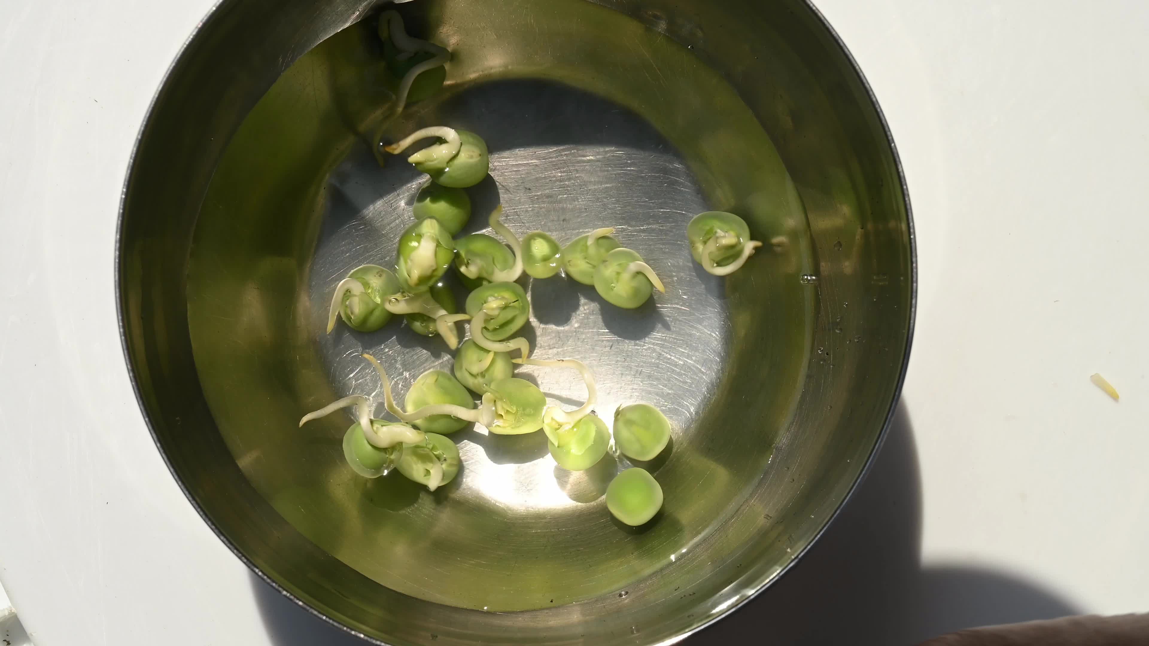 Green pea sprouts - Pisum sativum - Shoots - Nutritious food
