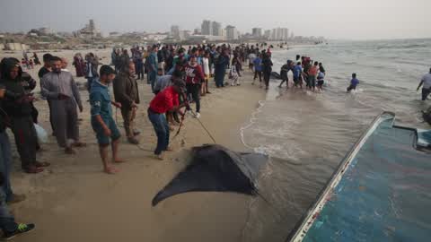 Fish Of Stingrays In Gaza City
