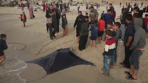 Fish Of Stingrays In Gaza City