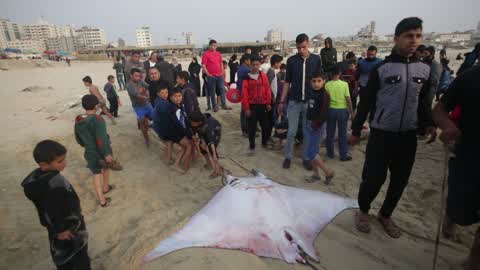 Fish Of Stingrays In Gaza City