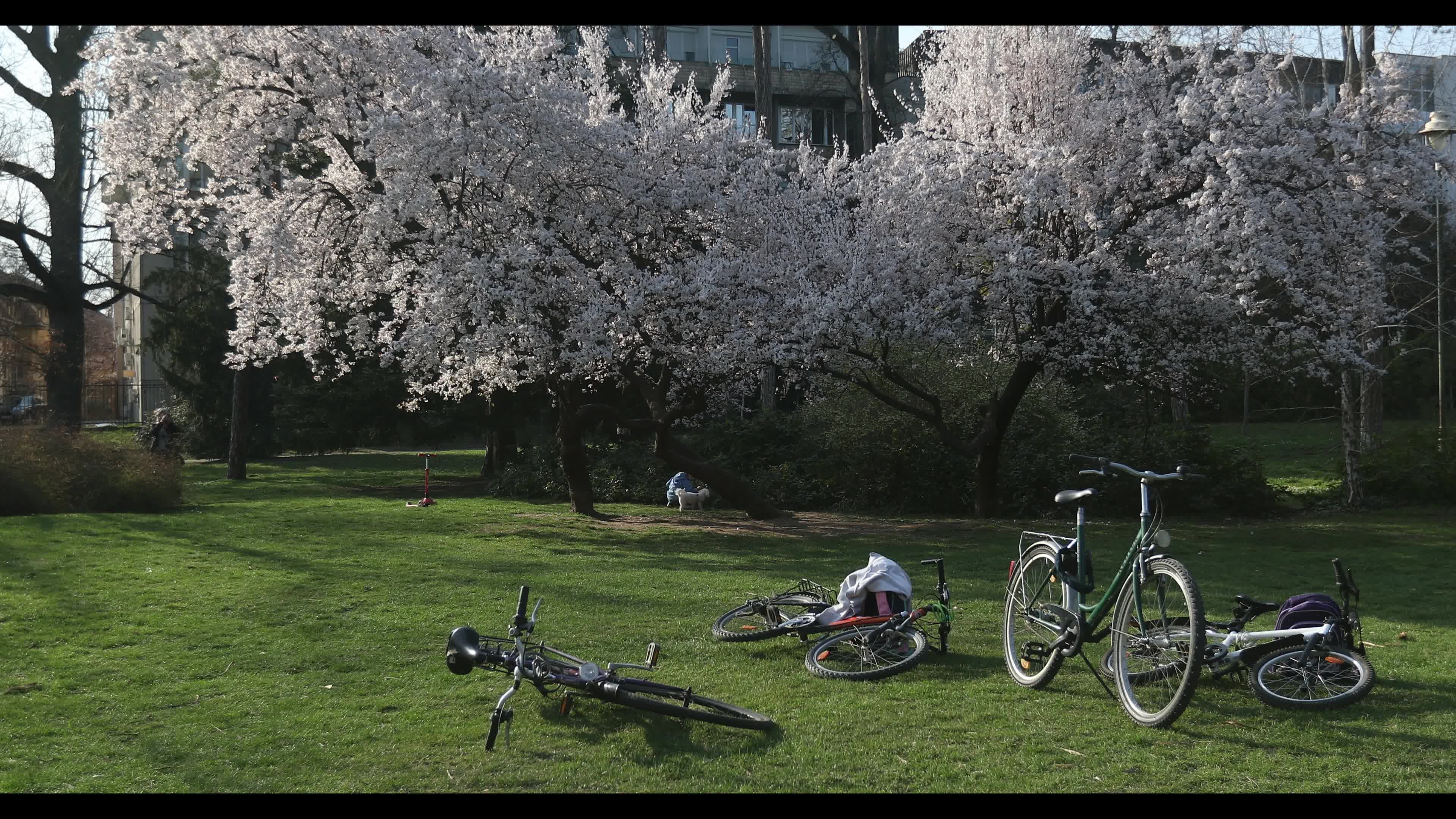 Futoshka Park in spring