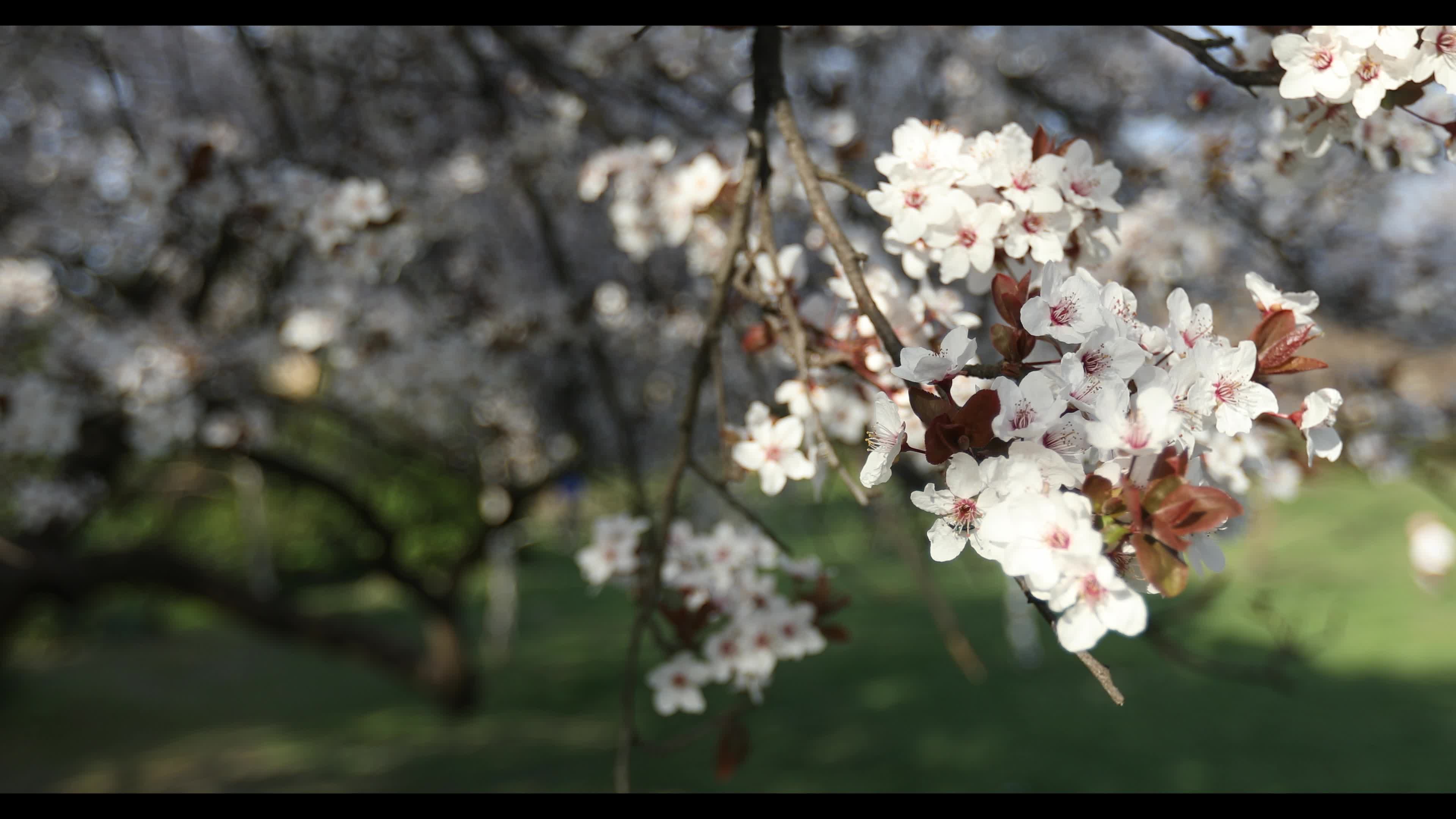 Futoshka Park in spring