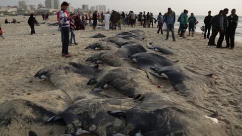 Fish Of Stingrays In Gaza City