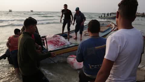 Fish Of Stingrays In Gaza City