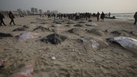Fish Of Stingrays In Gaza City