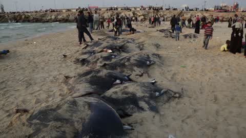 Fish Of Stingrays In Gaza City