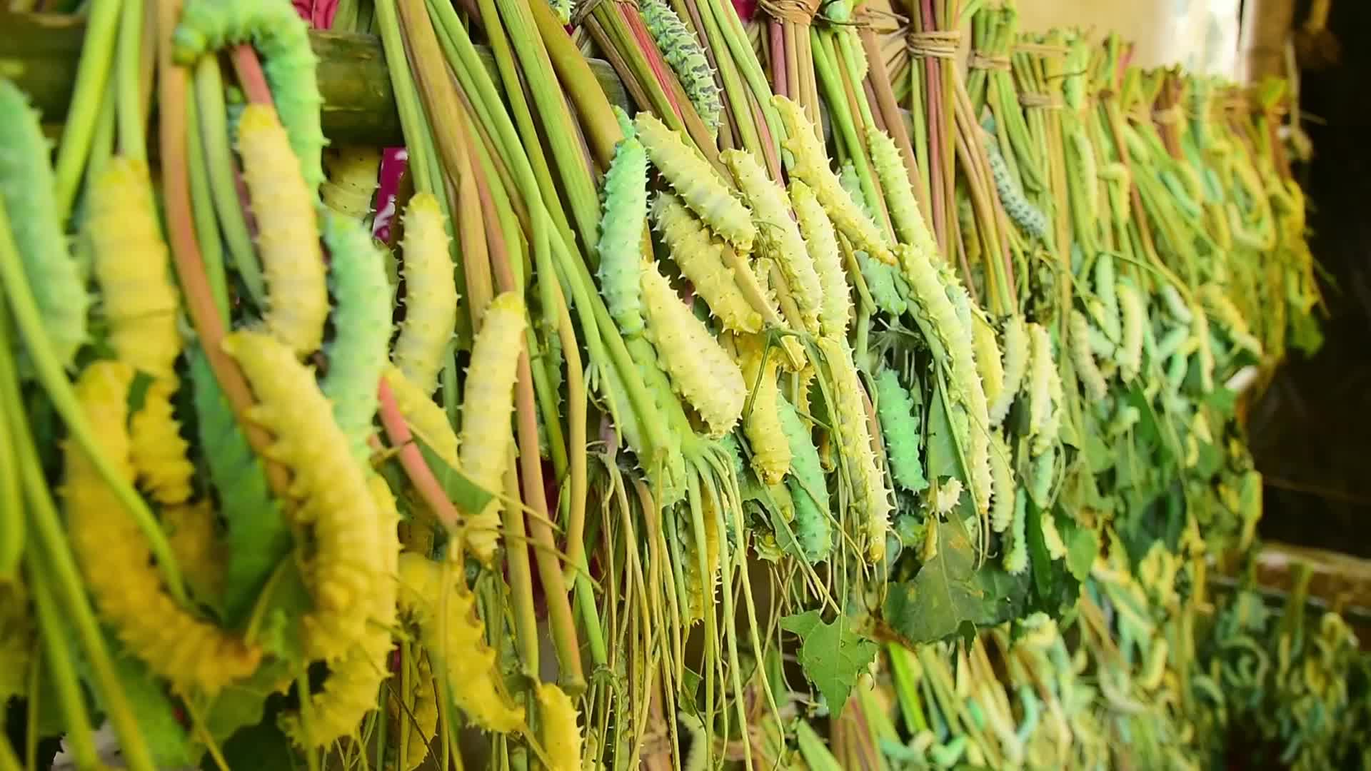 Silk Textile Production In India