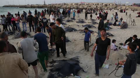Fish Of Stingrays In Gaza City