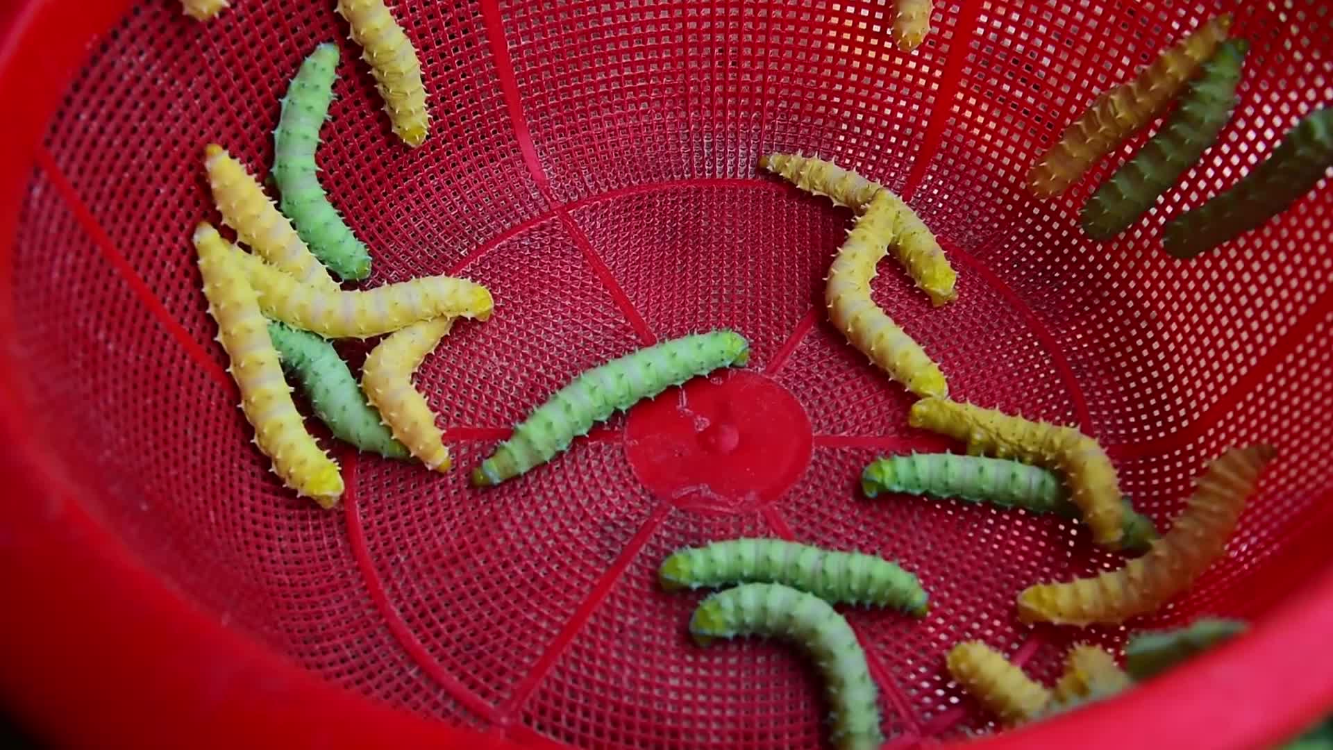 Silk Textile Production In India