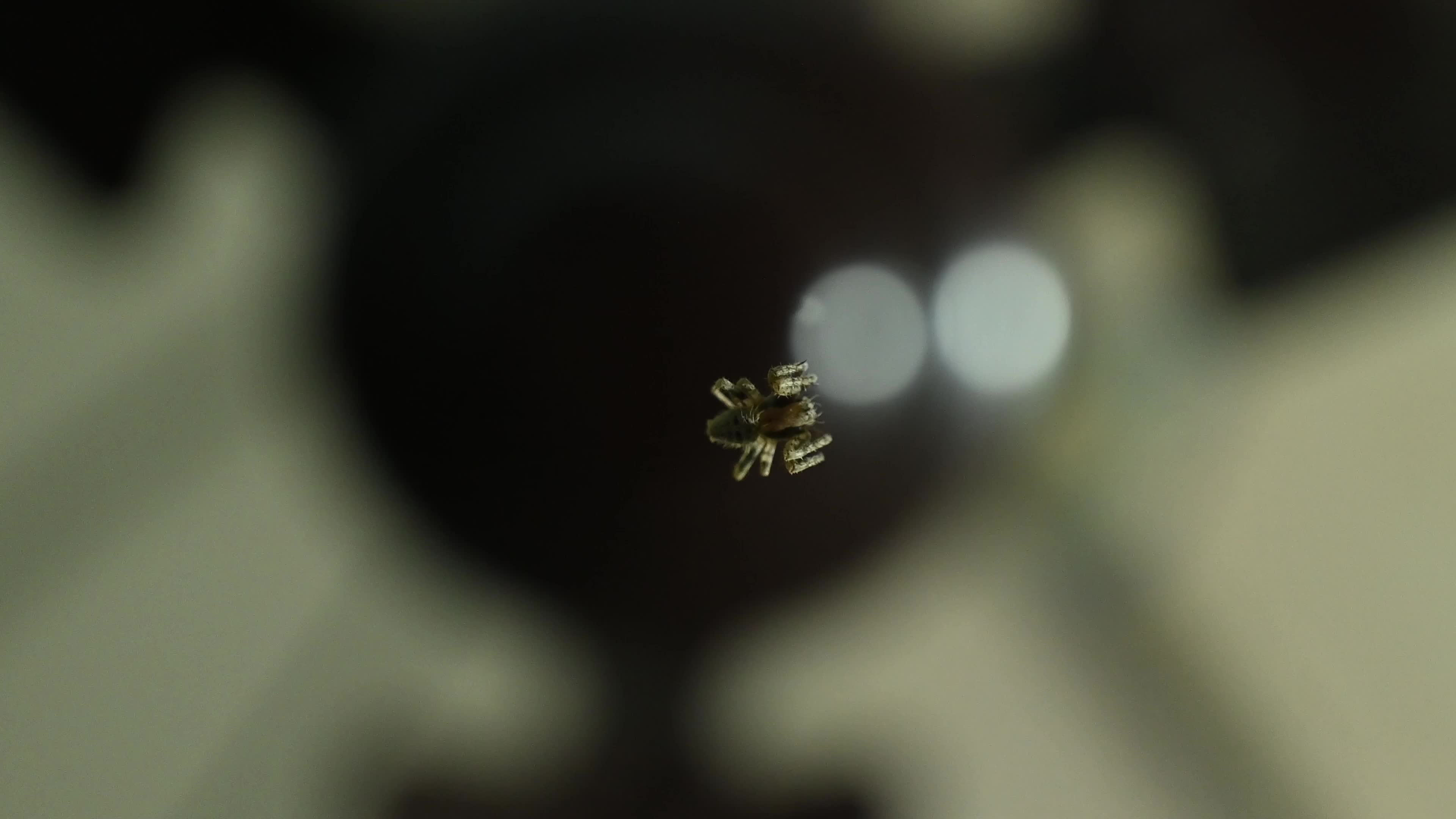 Monkey Orb Weaver (Neoscona punctigera)