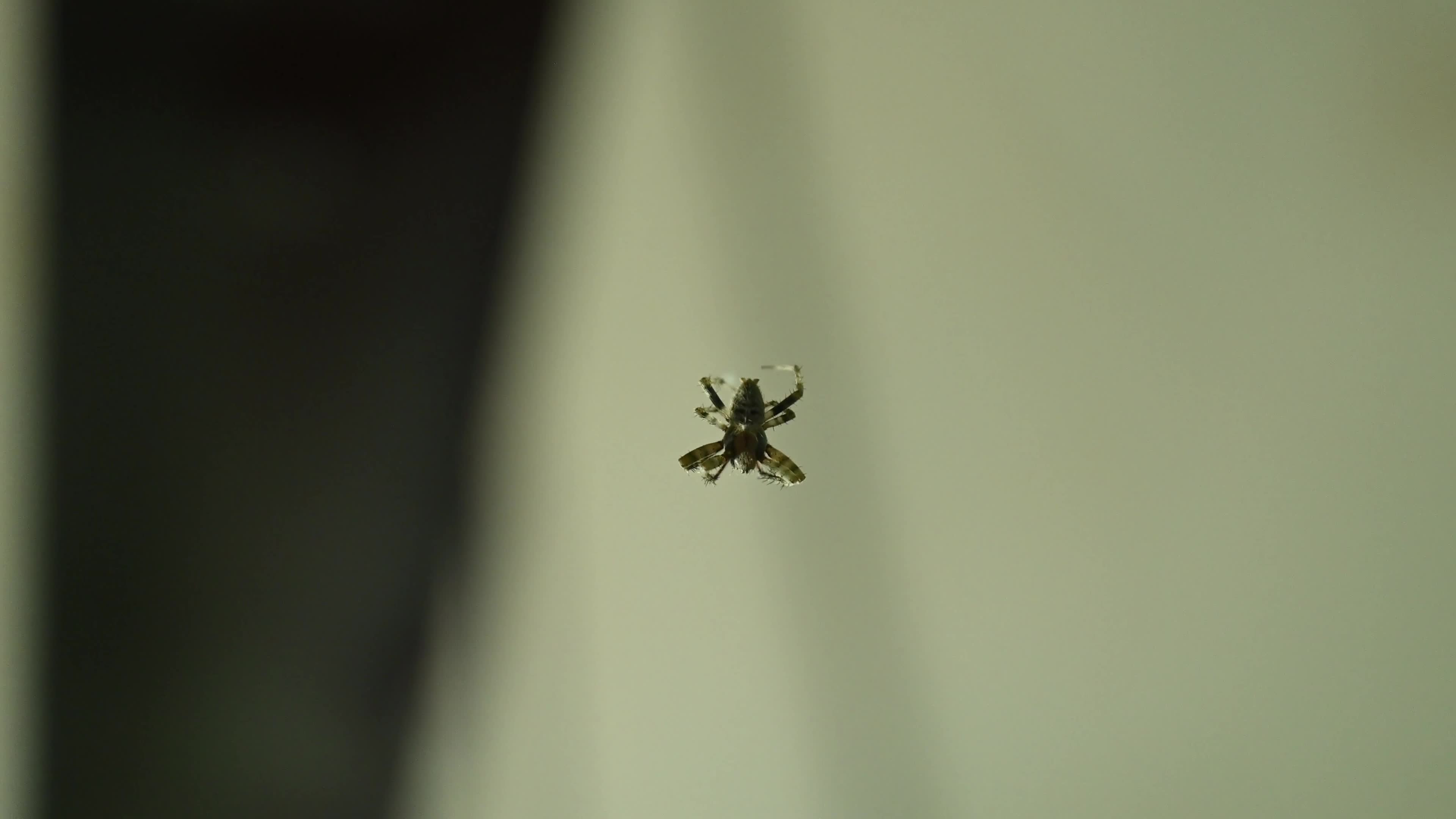 Monkey Orb Weaver (Neoscona punctigera)