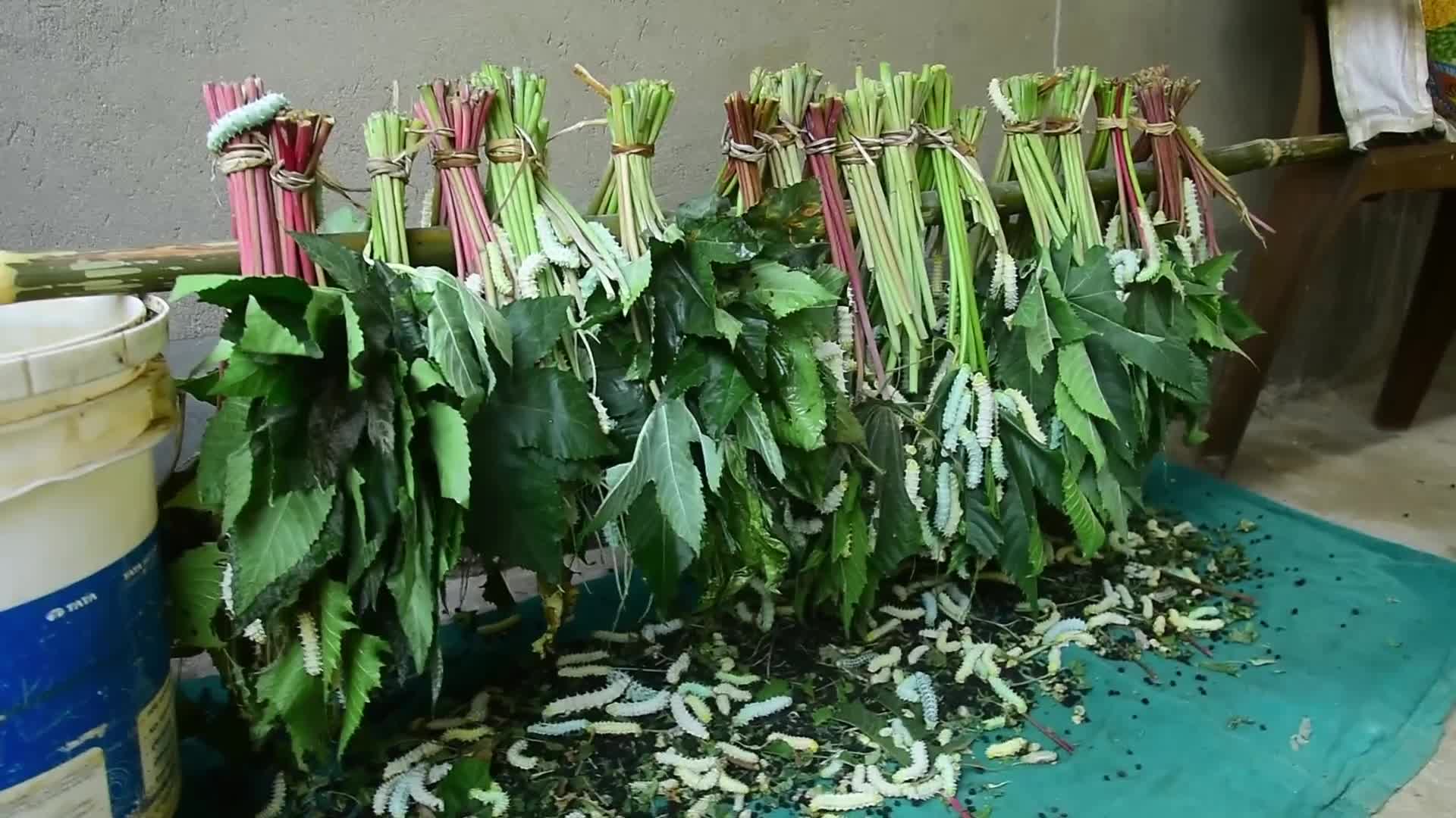 Silk Textile Production In India