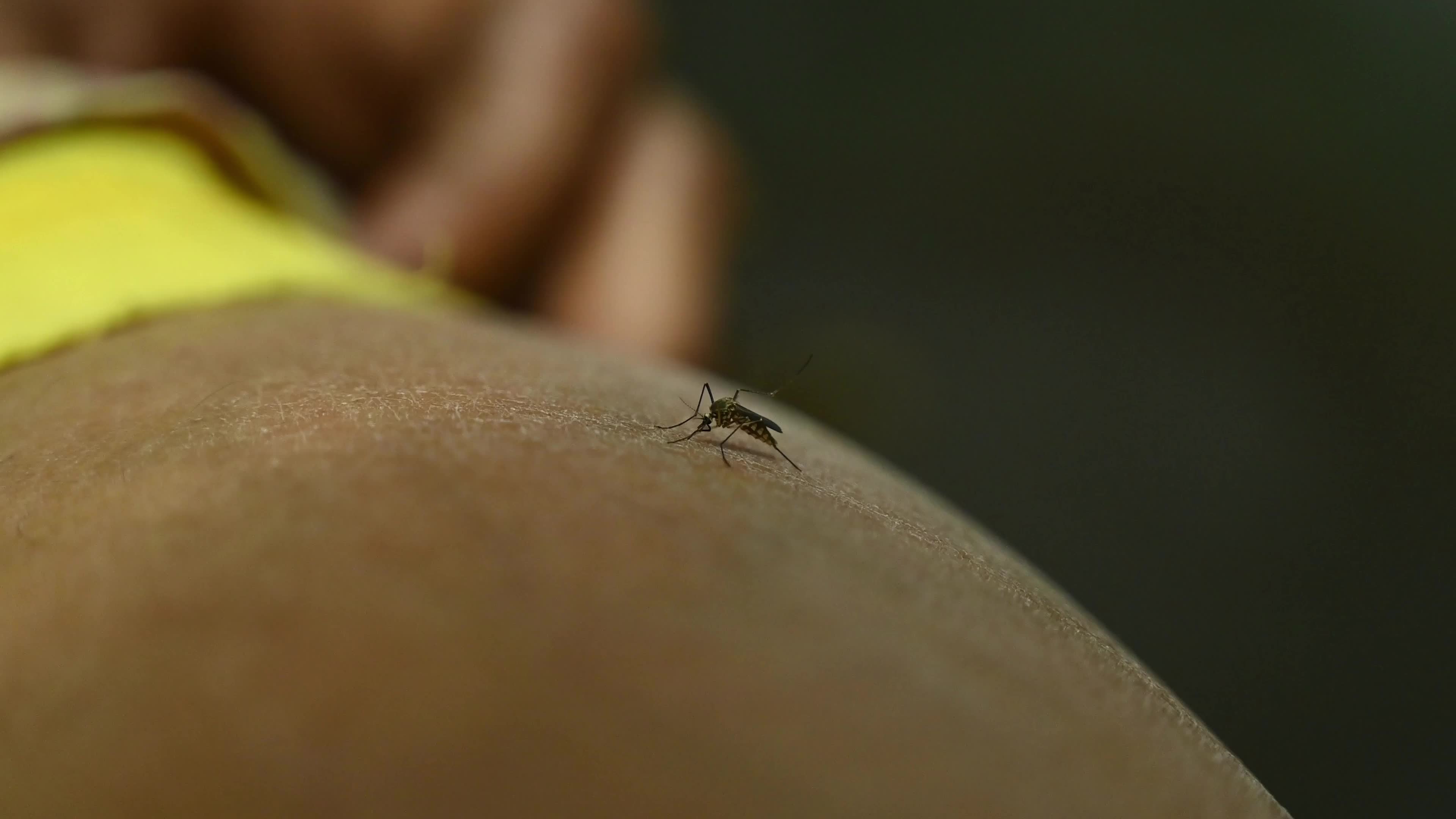 Aedes Mosquito - Mosquito bites - Deadly Disease Vector - Animal India