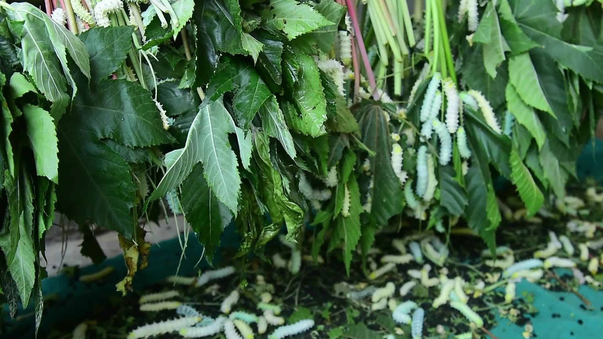 Silk Textile Production In India