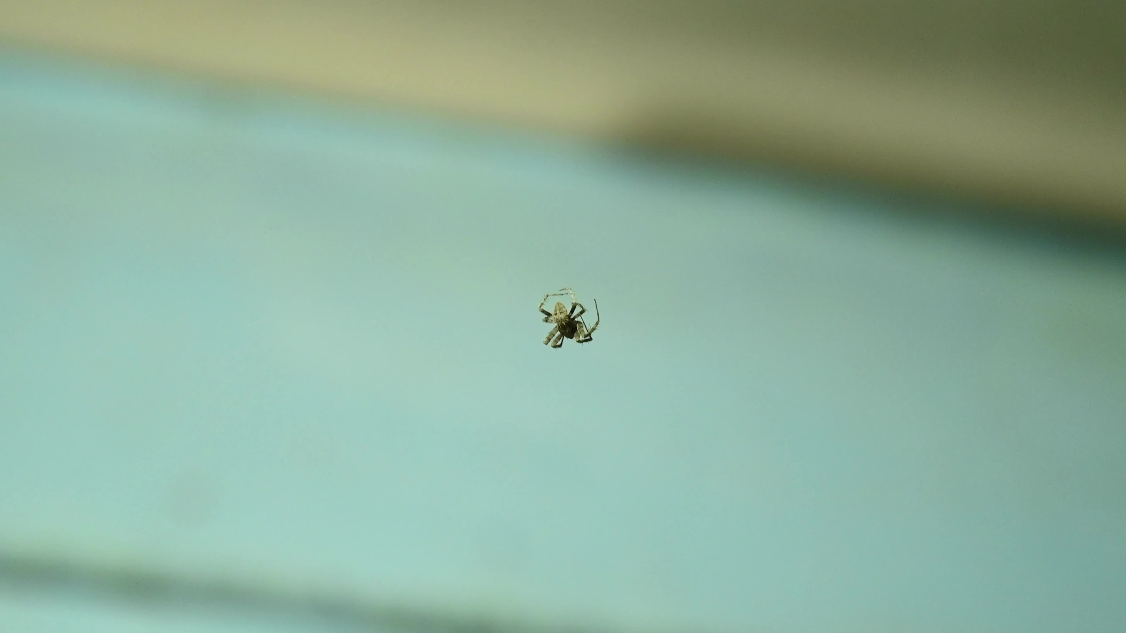Monkey Orb Weaver (Neoscona punctigera)