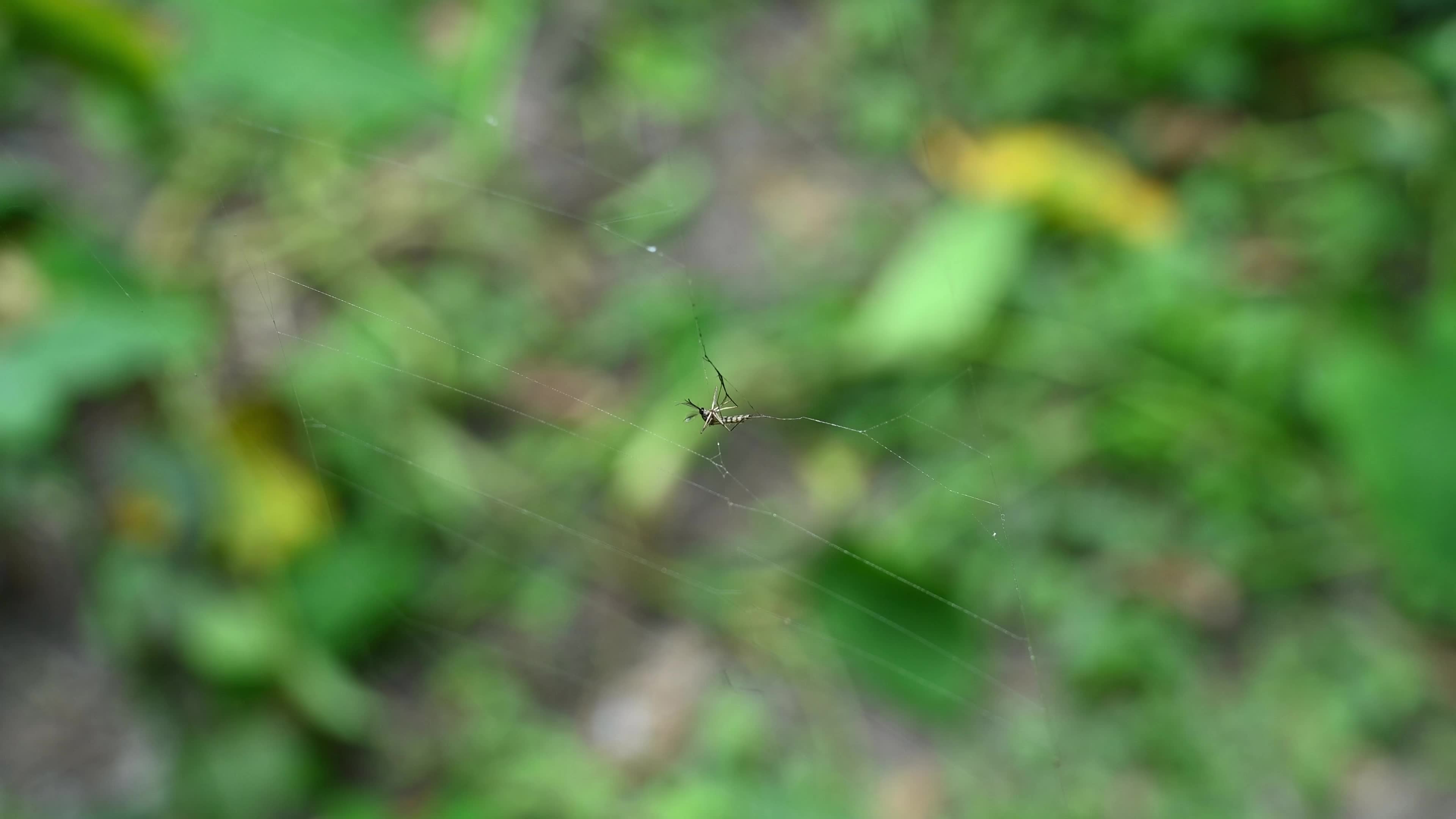 Aedes Mosquito - Mosquito bites - Deadly Disease Vector - Animal India
