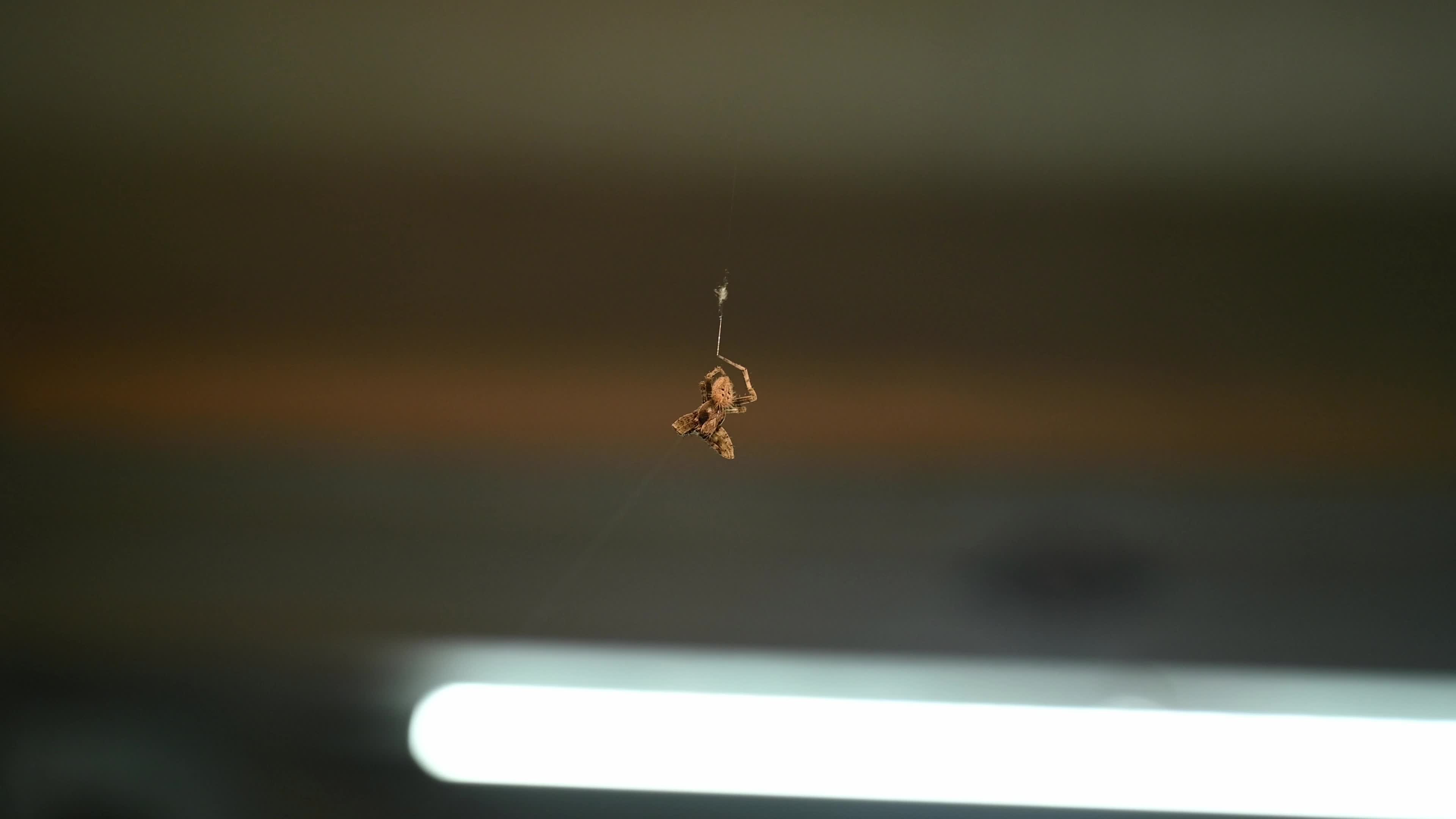 Monkey Orb Weaver (Neoscona punctigera)