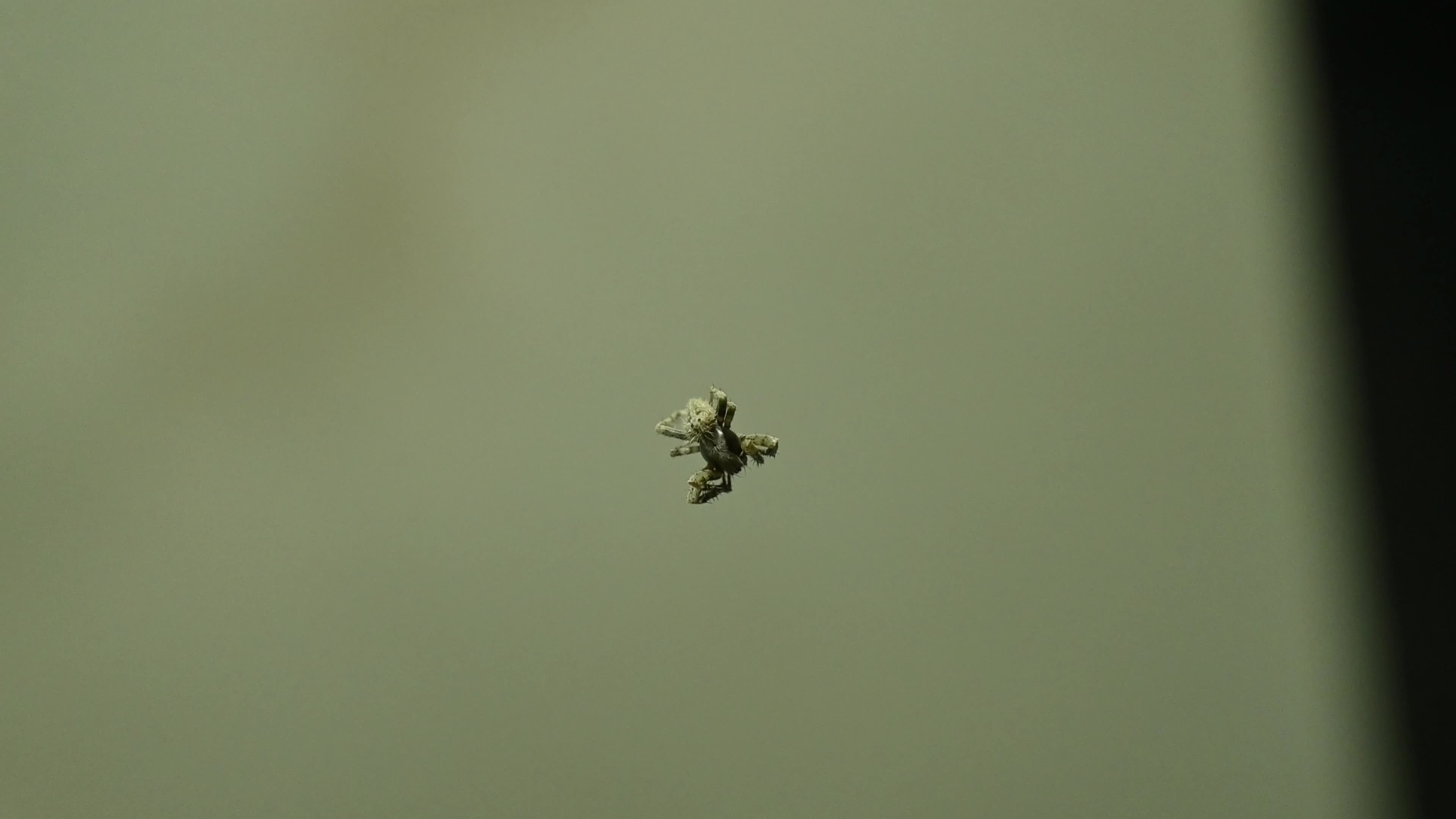 Monkey Orb Weaver (Neoscona punctigera)