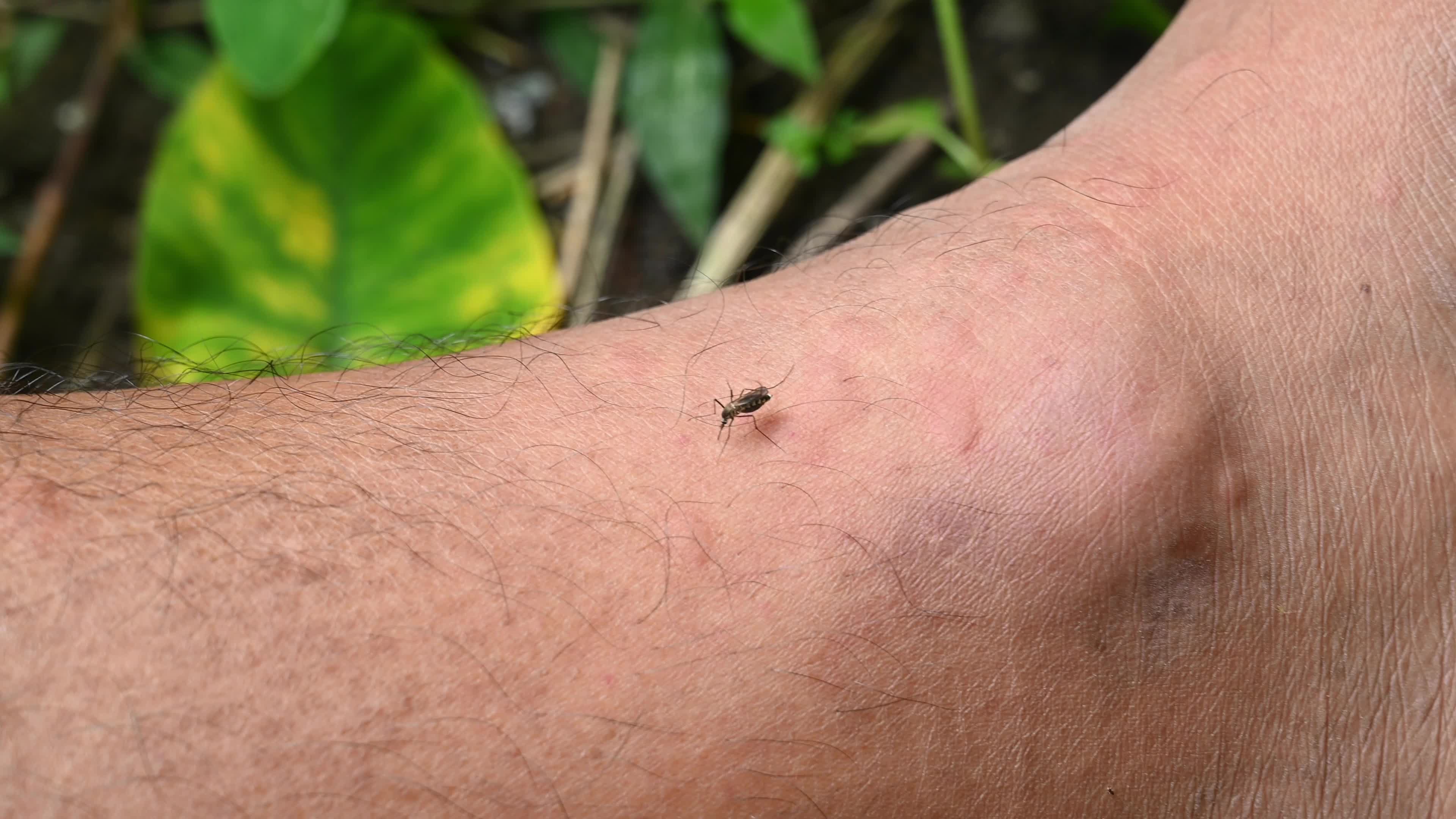 Aedes Mosquito - Mosquito bites - Deadly Disease Vector - Animal India
