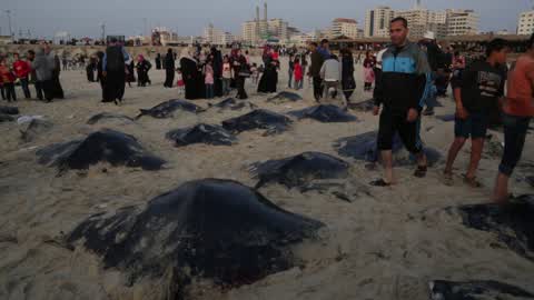 Fish Of Stingrays In Gaza City