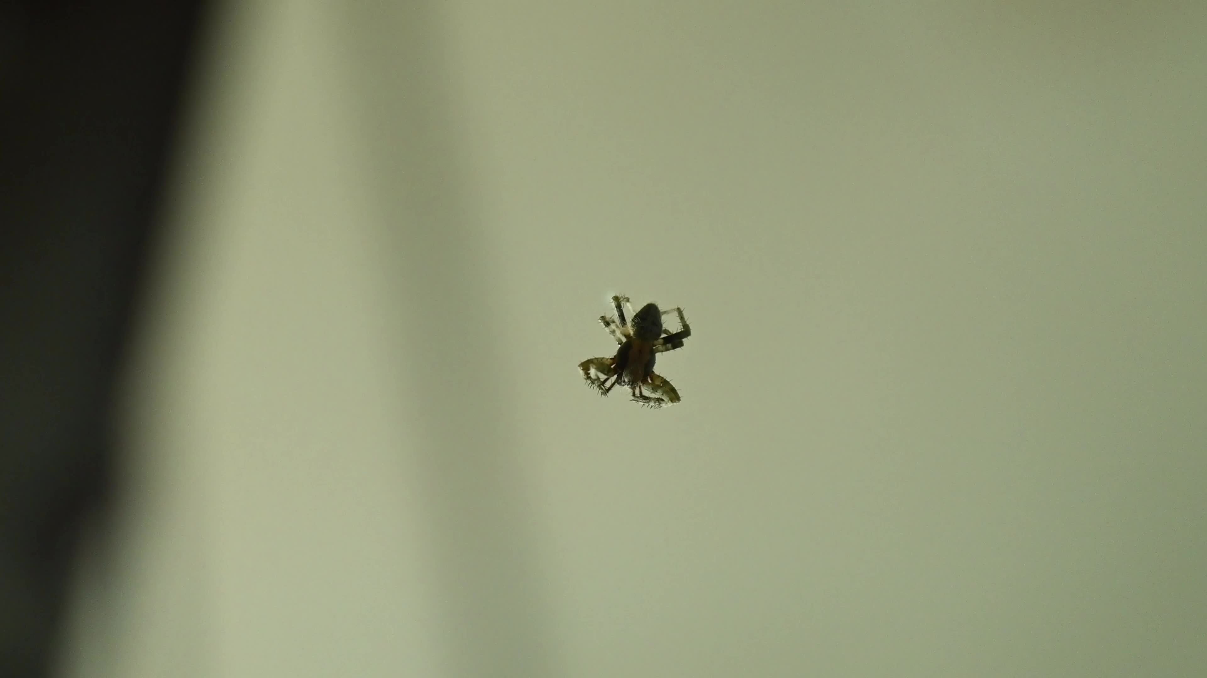 Monkey Orb Weaver (Neoscona punctigera)