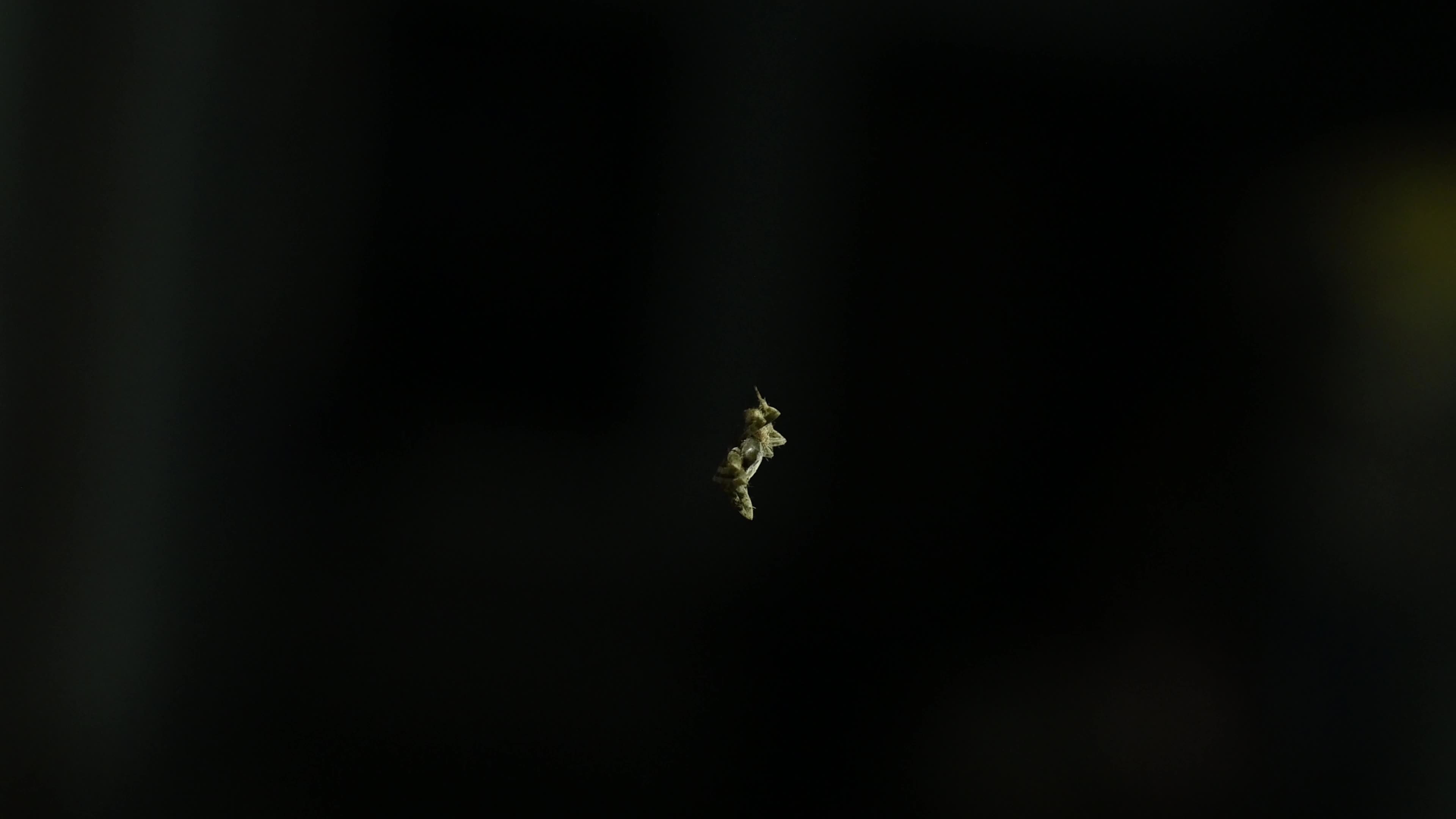Monkey Orb Weaver (Neoscona punctigera)