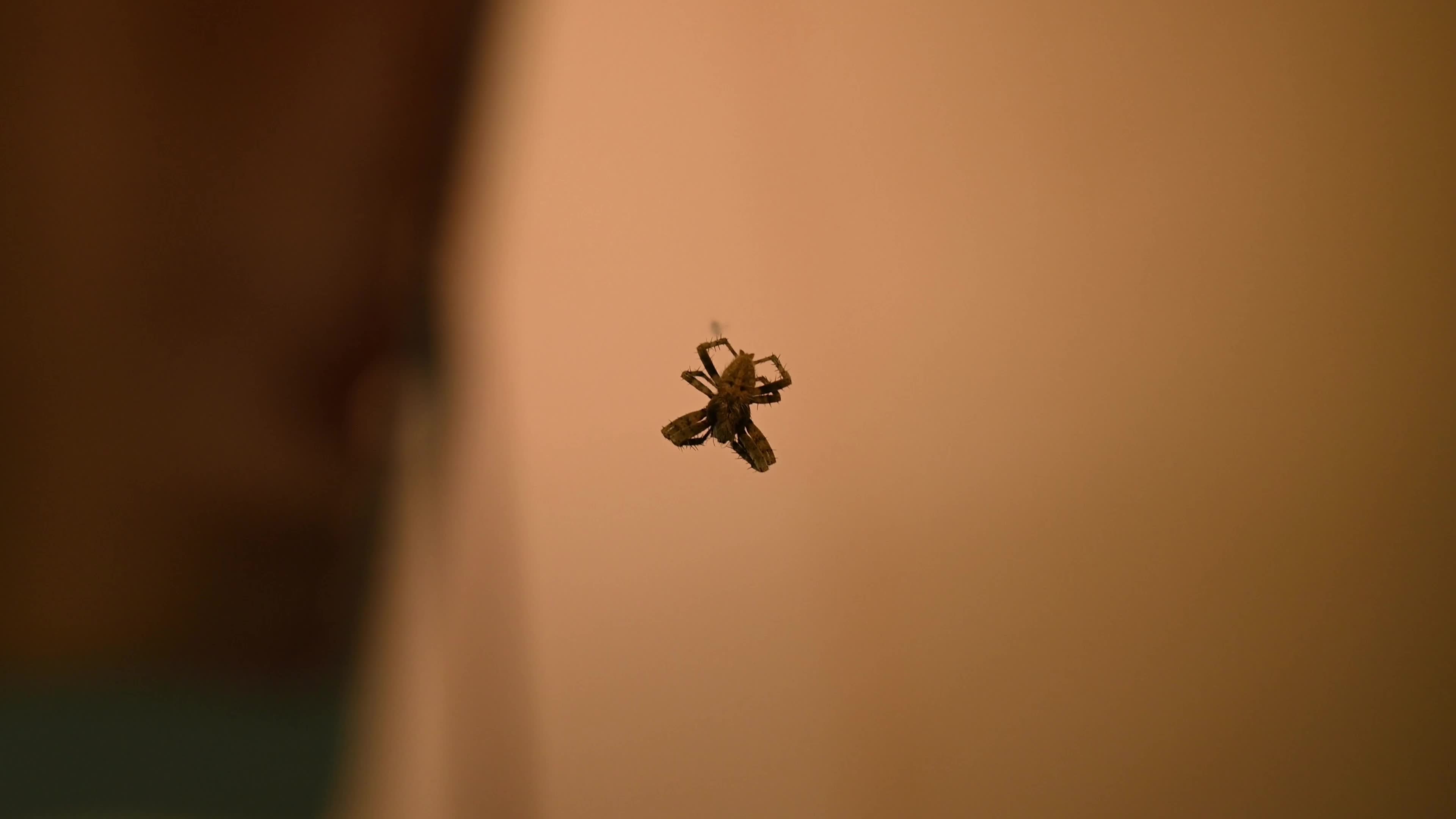 Monkey Orb Weaver (Neoscona punctigera)