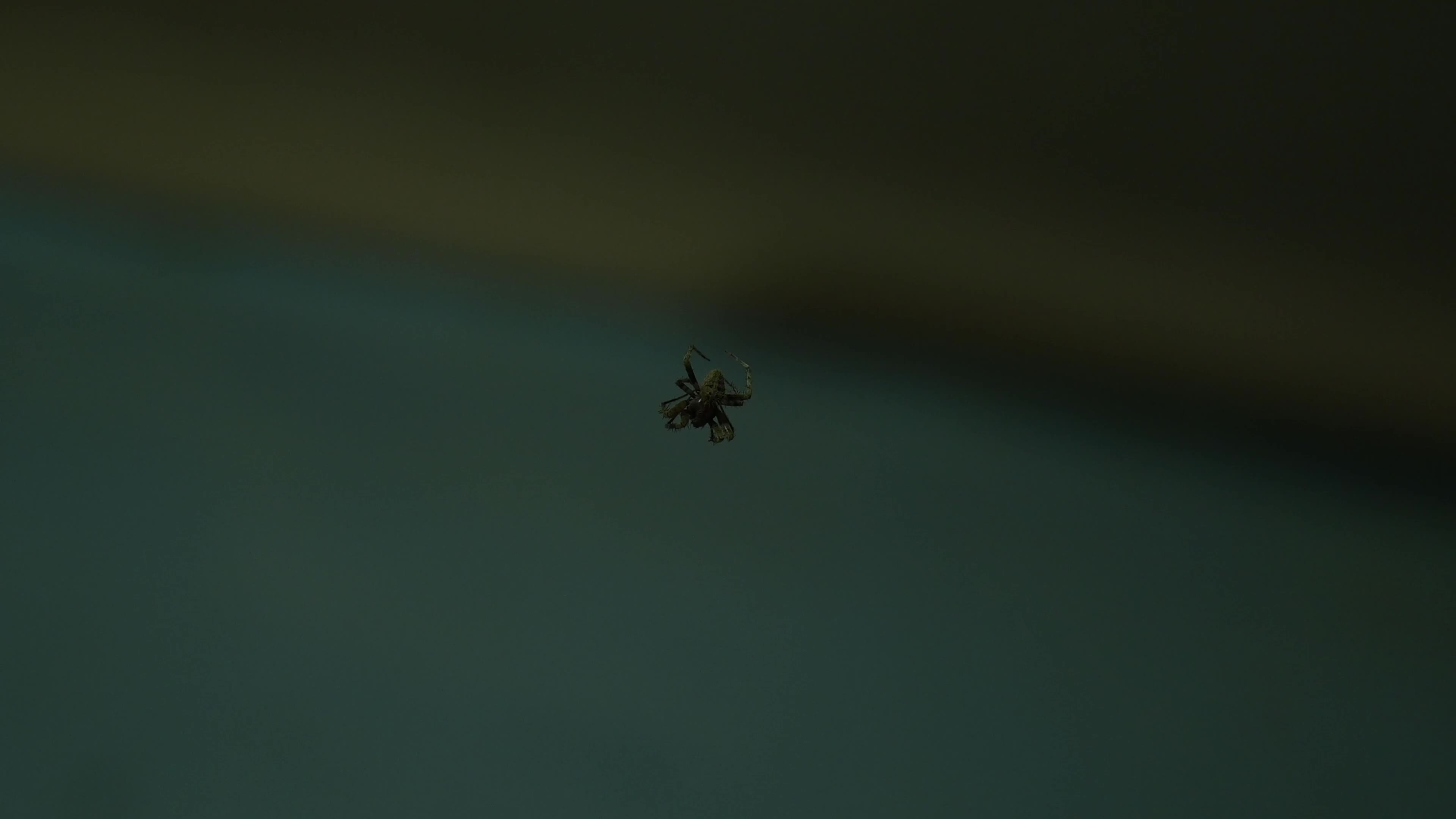Monkey Orb Weaver (Neoscona punctigera)