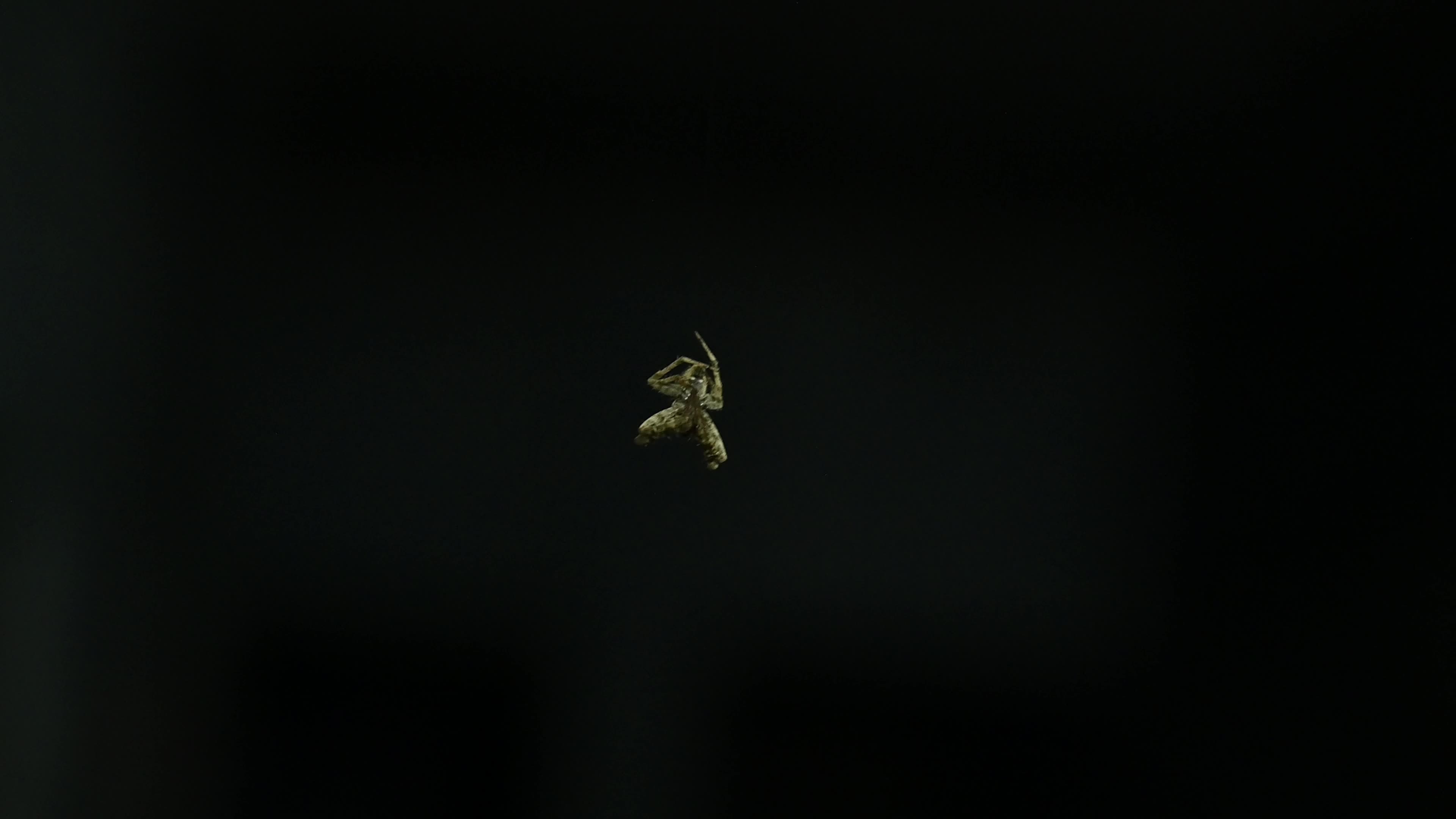 Monkey Orb Weaver (Neoscona punctigera)