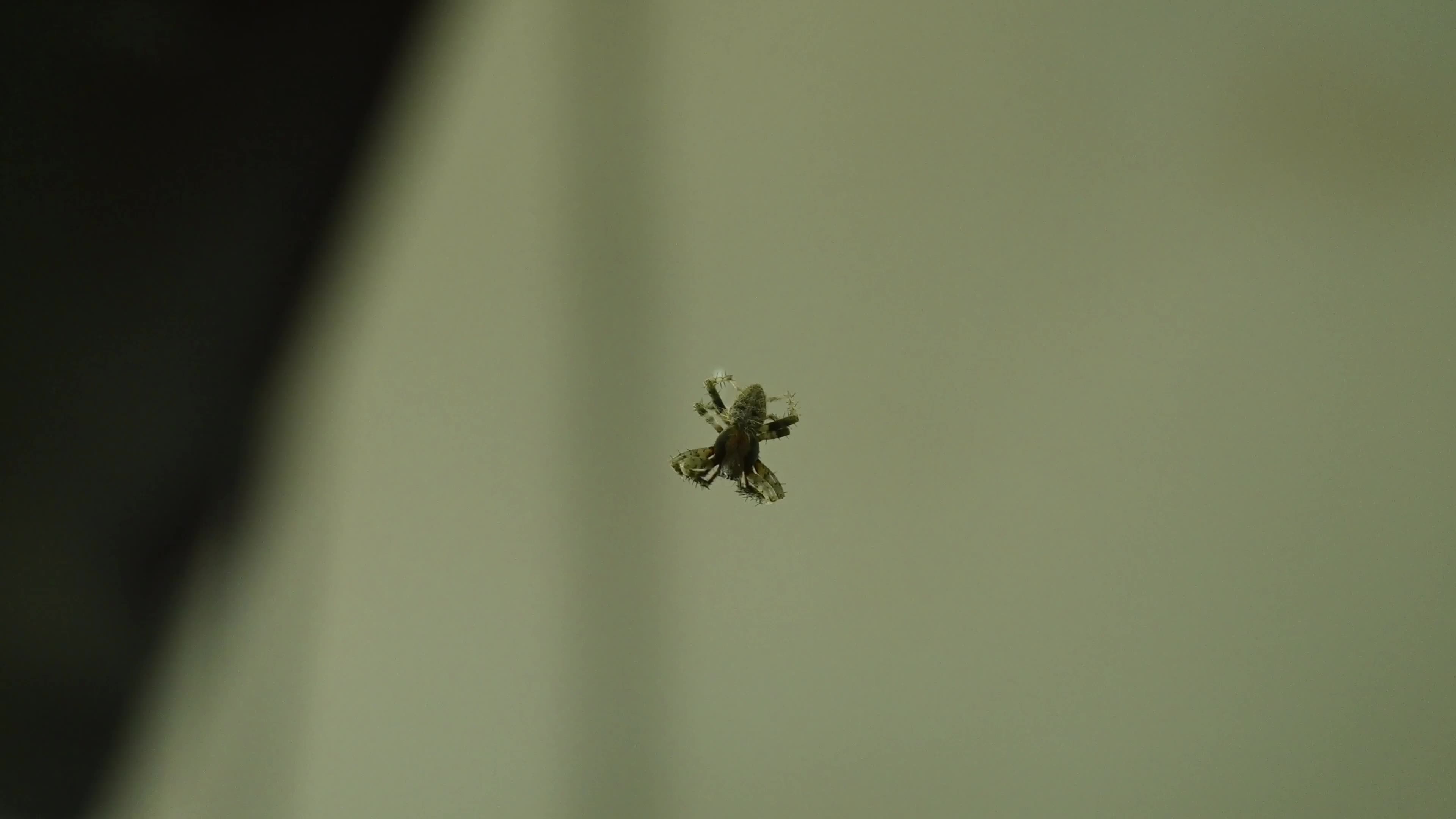 Monkey Orb Weaver (Neoscona punctigera)
