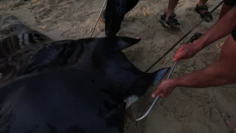 Fish Of Stingrays In Gaza City