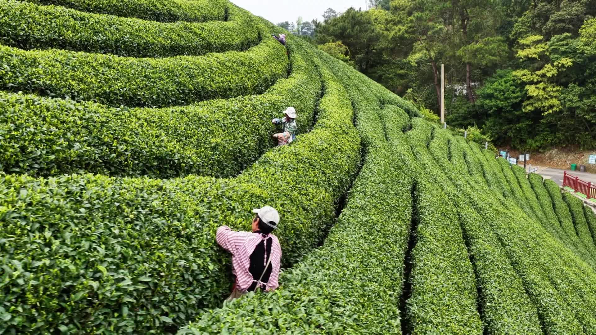 Tea Plantation - 03/18/2026