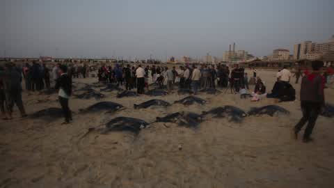 Fish Of Stingrays In Gaza City