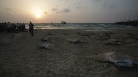 Fish Of Stingrays In Gaza City