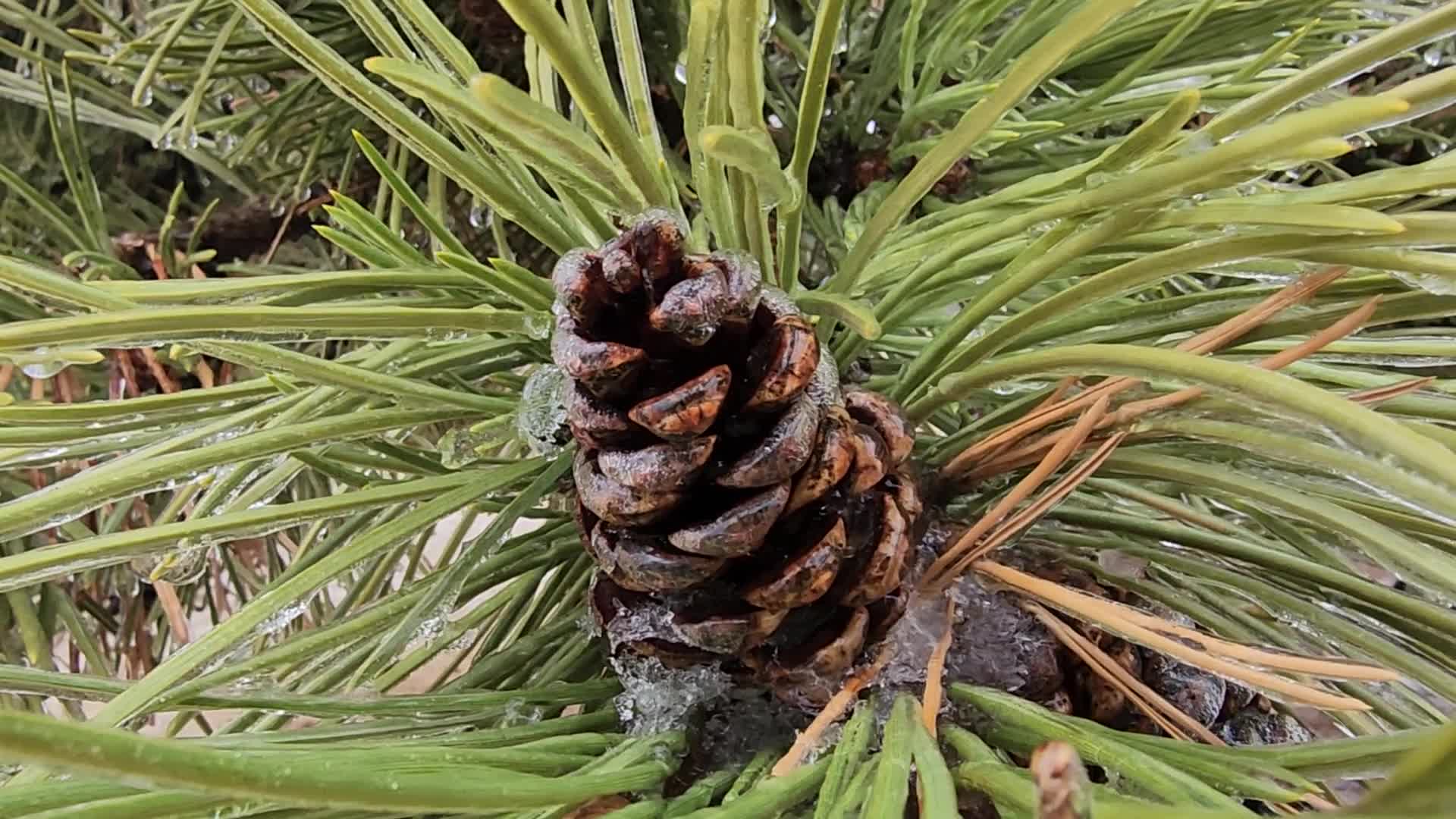 Freezing rain and ice pellets in Toronto