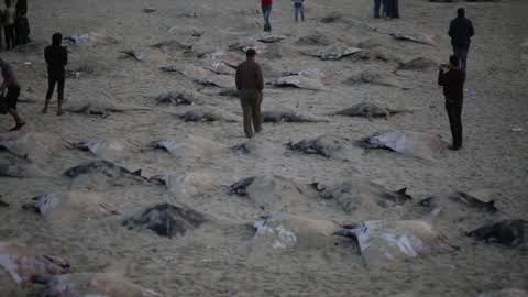 Fish Of Stingrays In Gaza City