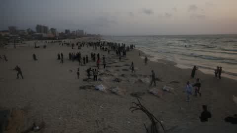 Fish Of Stingrays In Gaza City