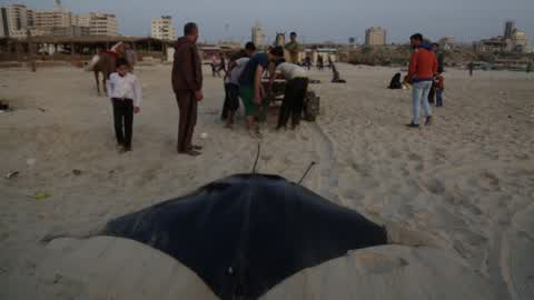 Fish Of Stingrays In Gaza City